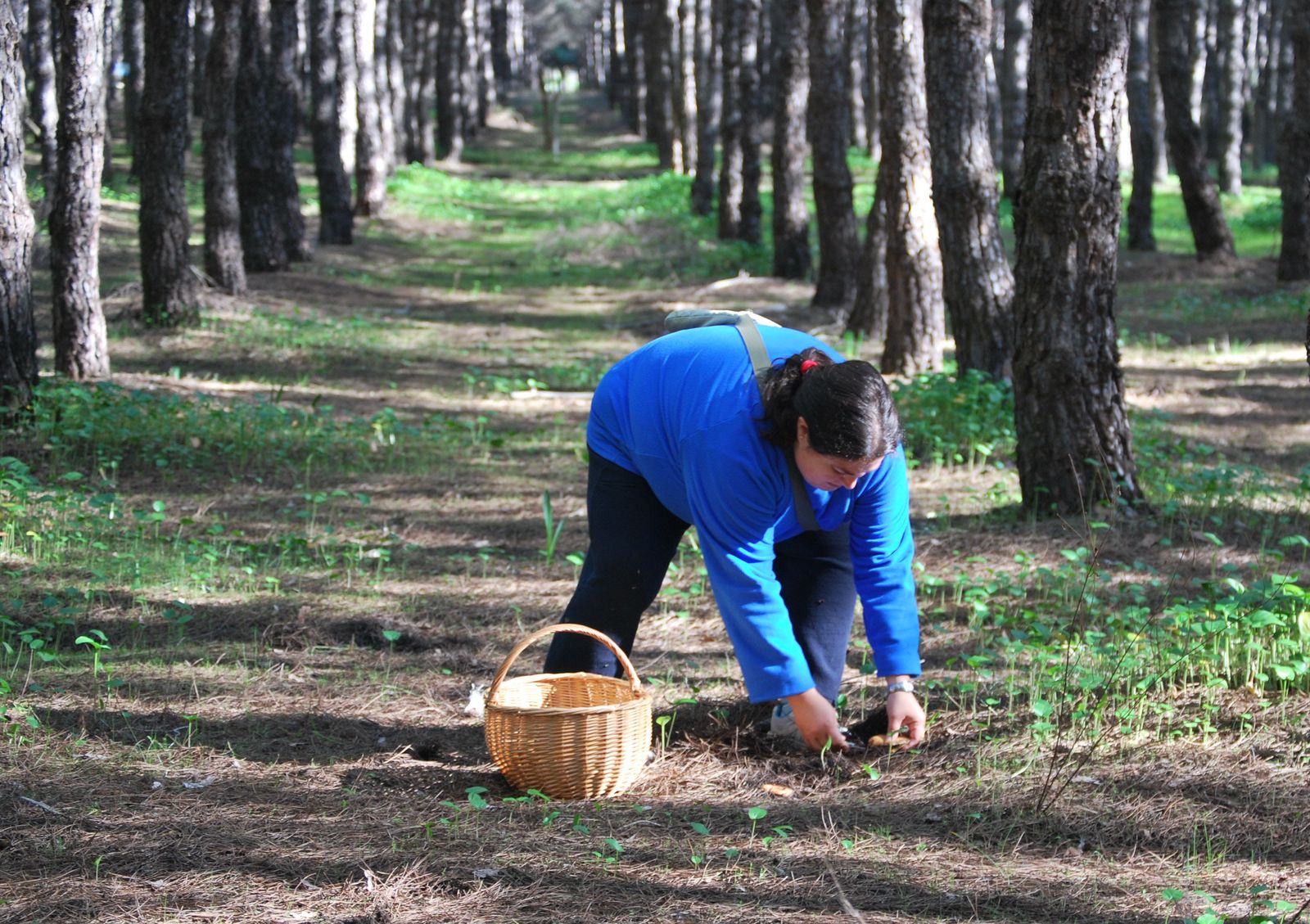 Un mujer recolecta níscalo en los pinares del municipio hinojero.