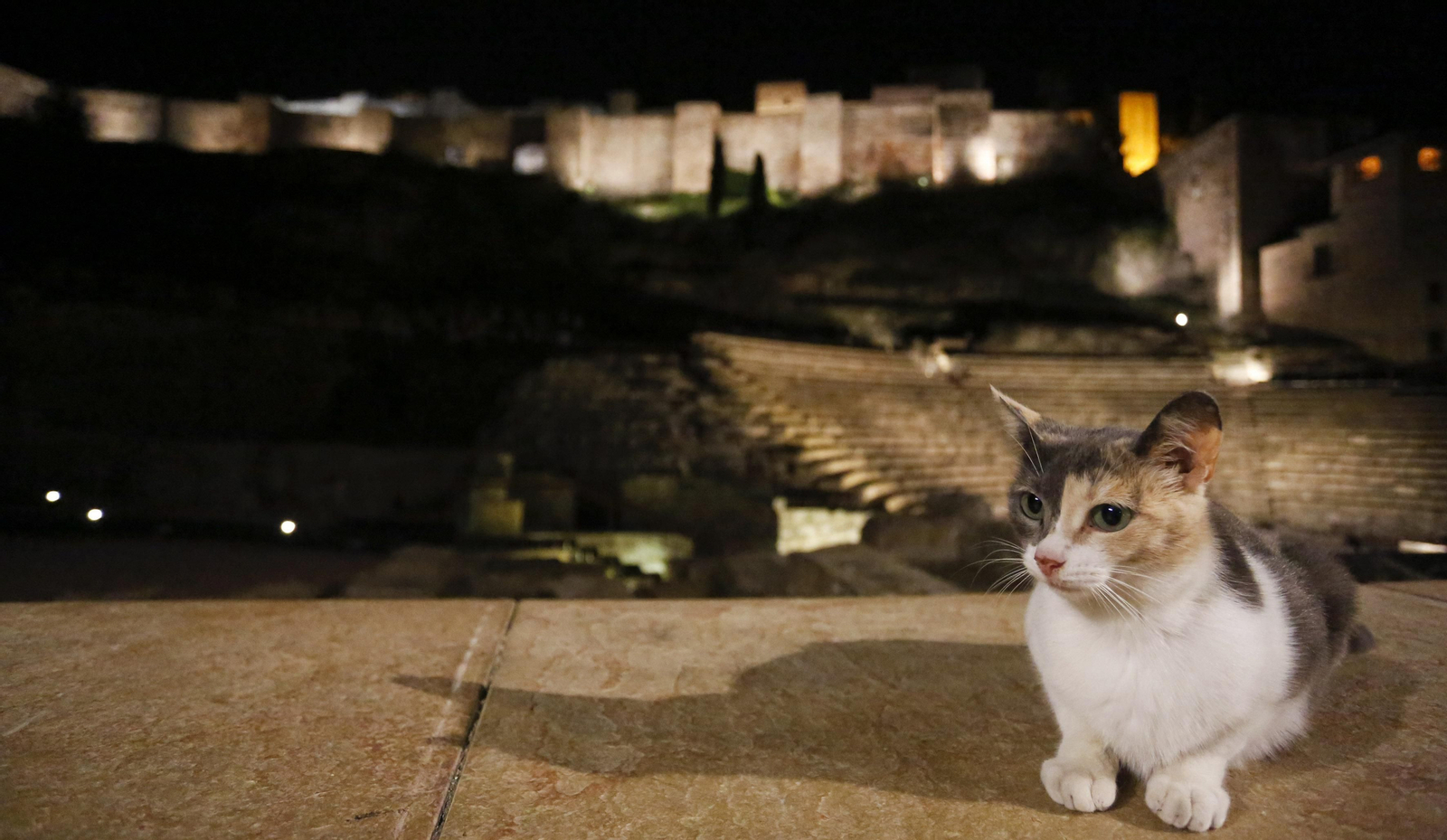 Un gato junto al Teatro Romano, en una imagen de archivo.