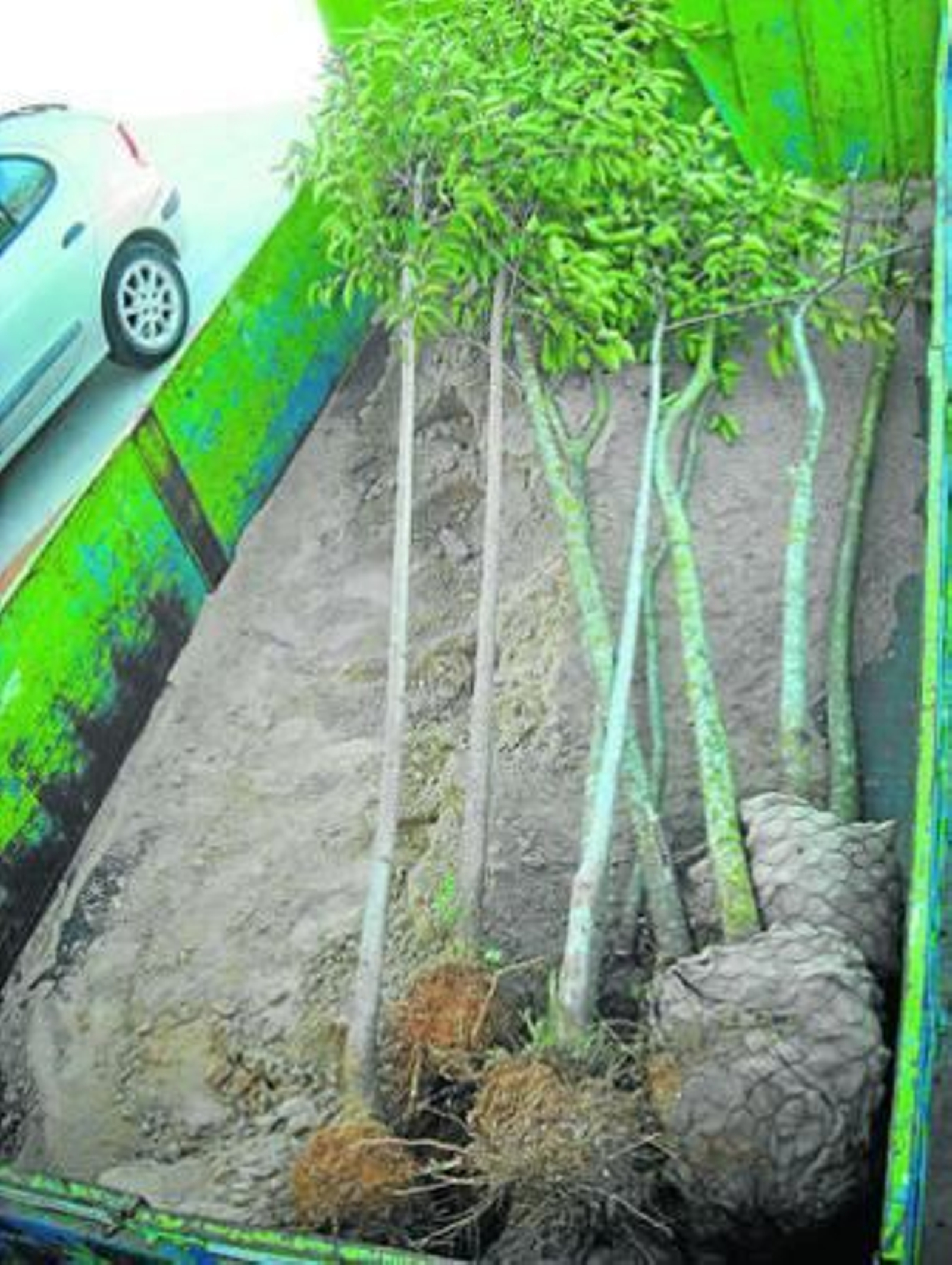 Los árboles, que esperan todavía ser plantados, dentro de una cuba.