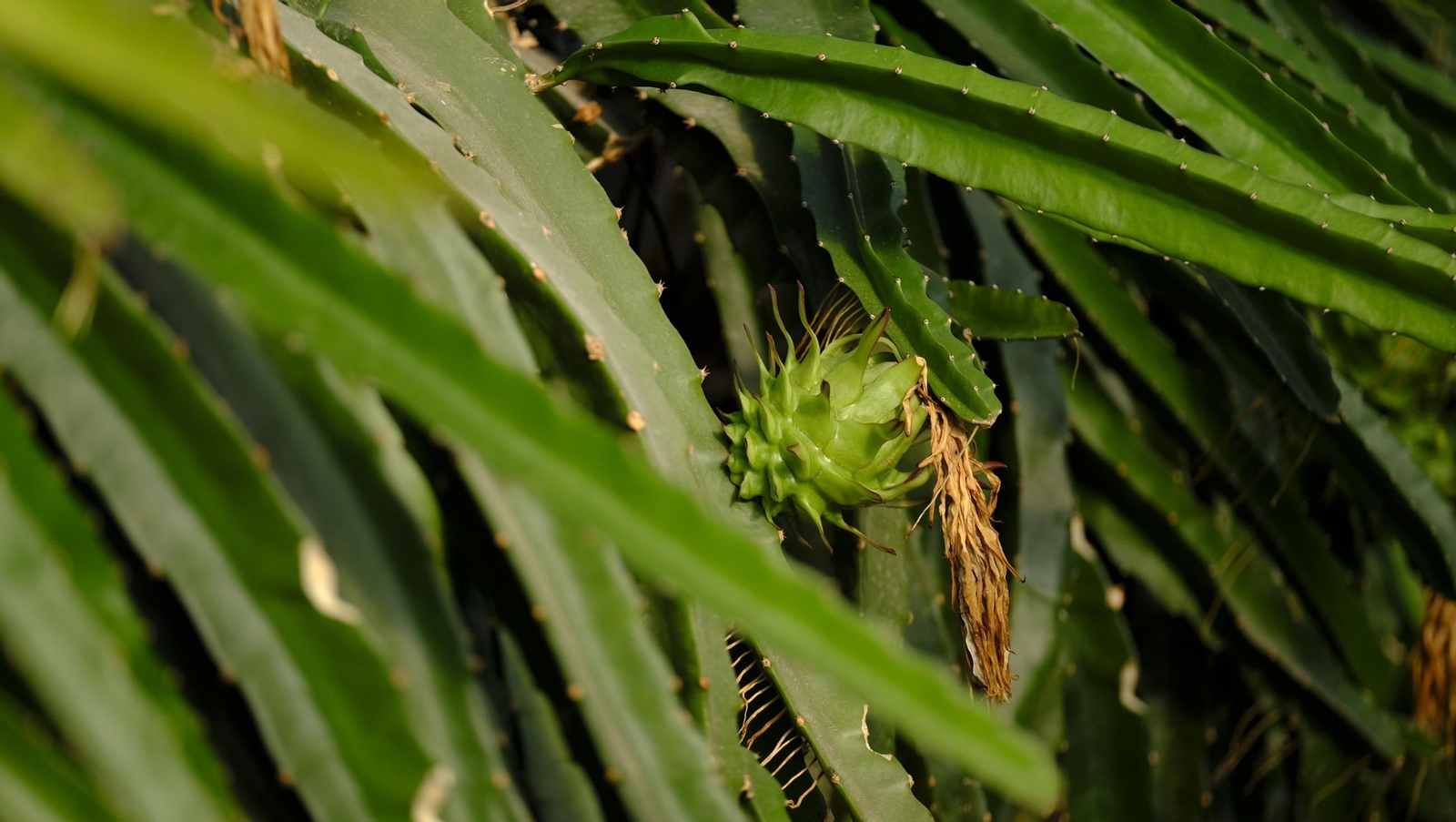 Jornada de puertas abiertas en la Estación Experimental Cajamar Las Palmerillas, en fotos