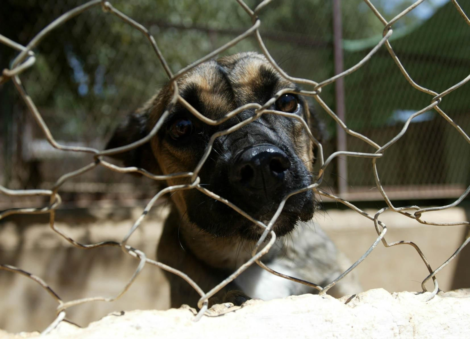 Imagen de archivo de un perro en un refugio de animales en Sevilla.