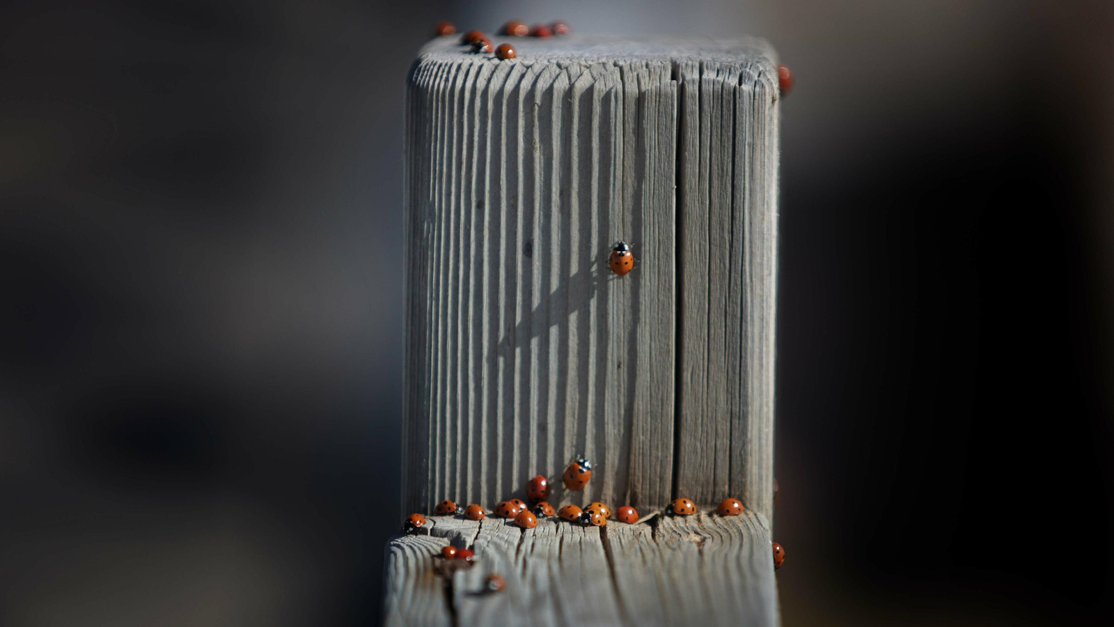 Mariquitas tomando el sol en una de las barandillas del fuerte de Santa Barbara en La Línea.