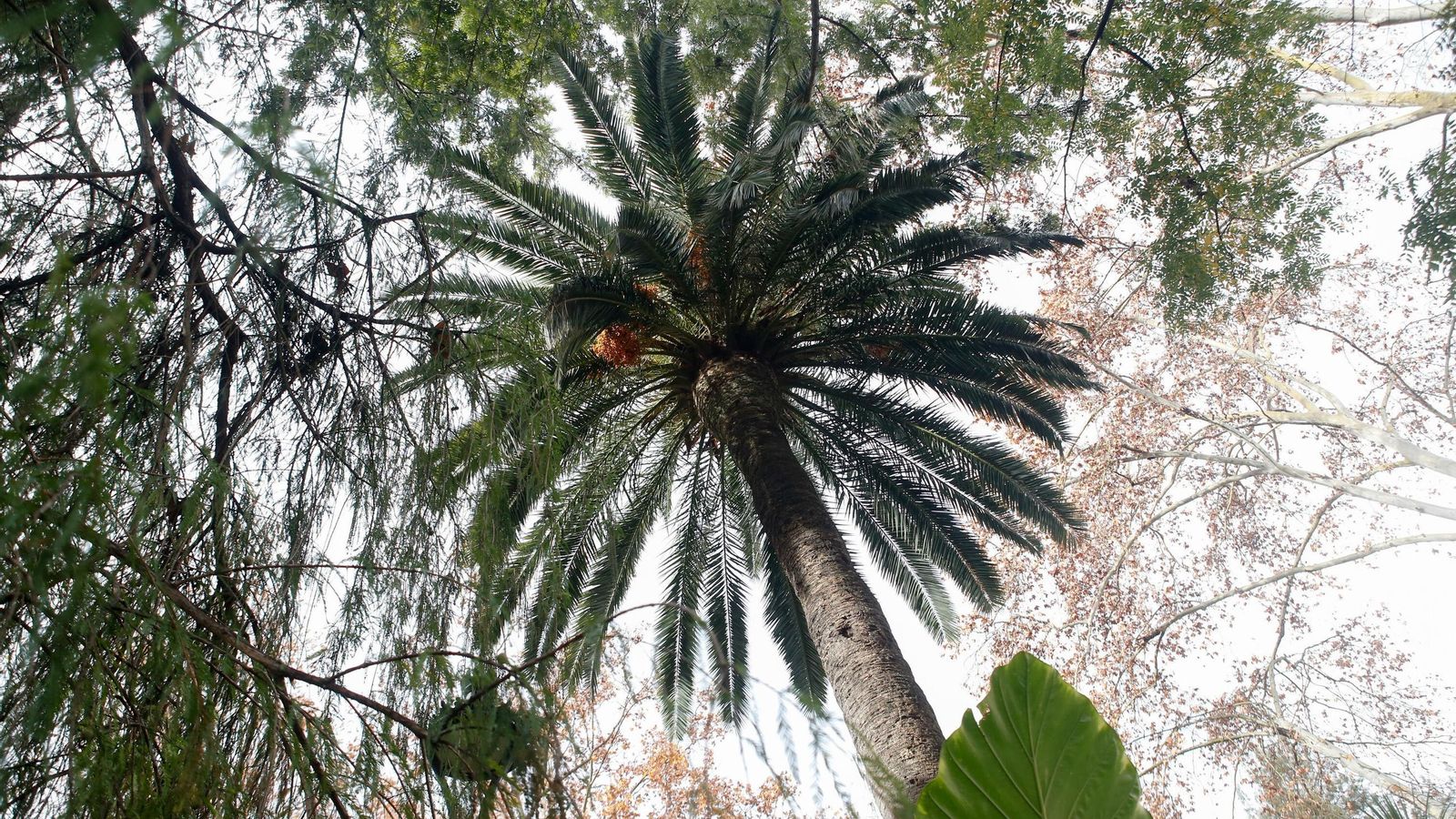 La palmera de los Reiné, en su emplazamiento actual en el parque María Cristina La palmera de los Reiné, en su emplazamiento actual en el parque María Cristina