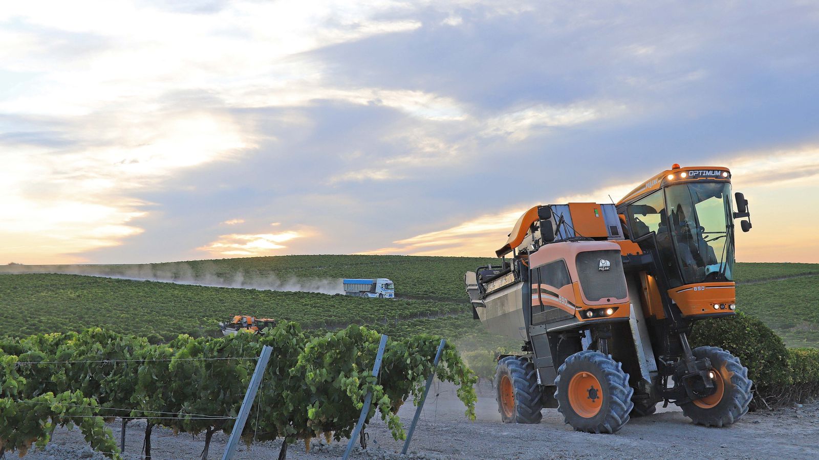 Comienza la vendimia nocturna en la Viña Montegilillo de Lustau