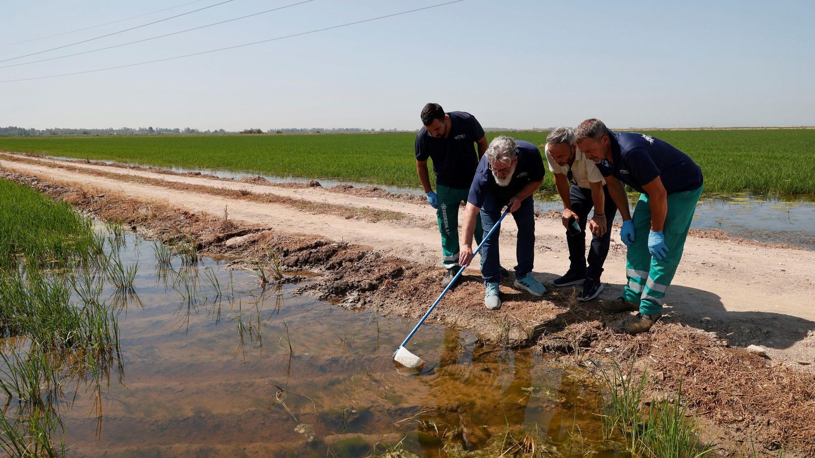 Técnicos comprueban los resultados de las acciones contra el mosquito en un arrozal en  La Puebla del Río.
