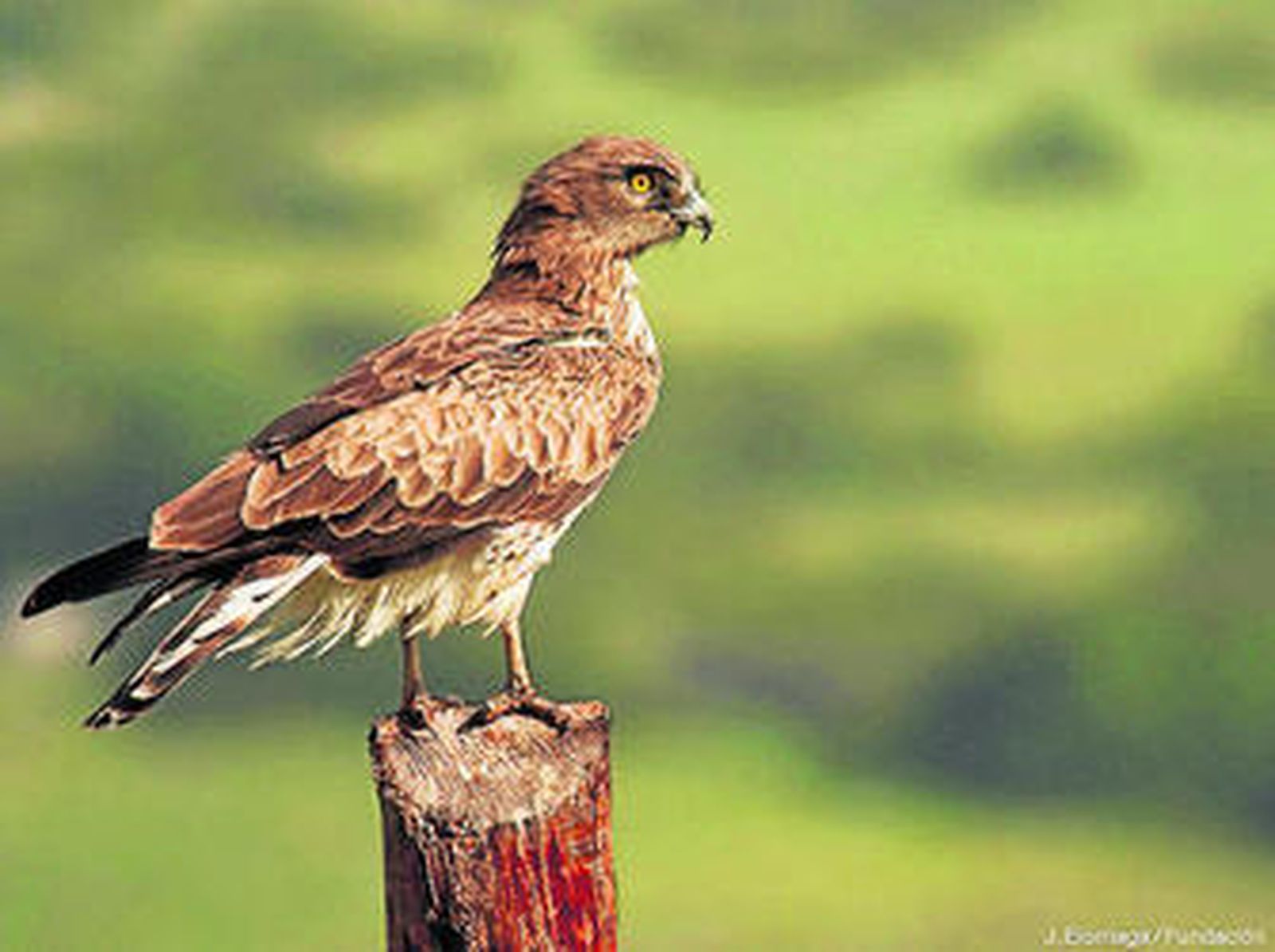 Ejemplar de águila culebrera en una foto difundida por Migres.
