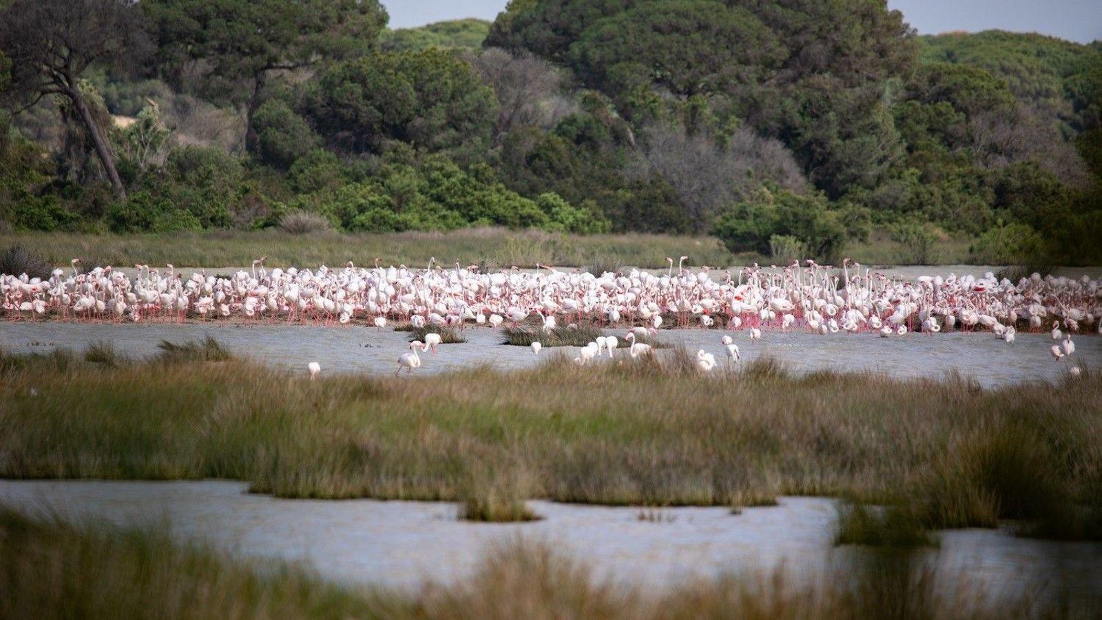 Flamencos en una de las lagunas de Doñana