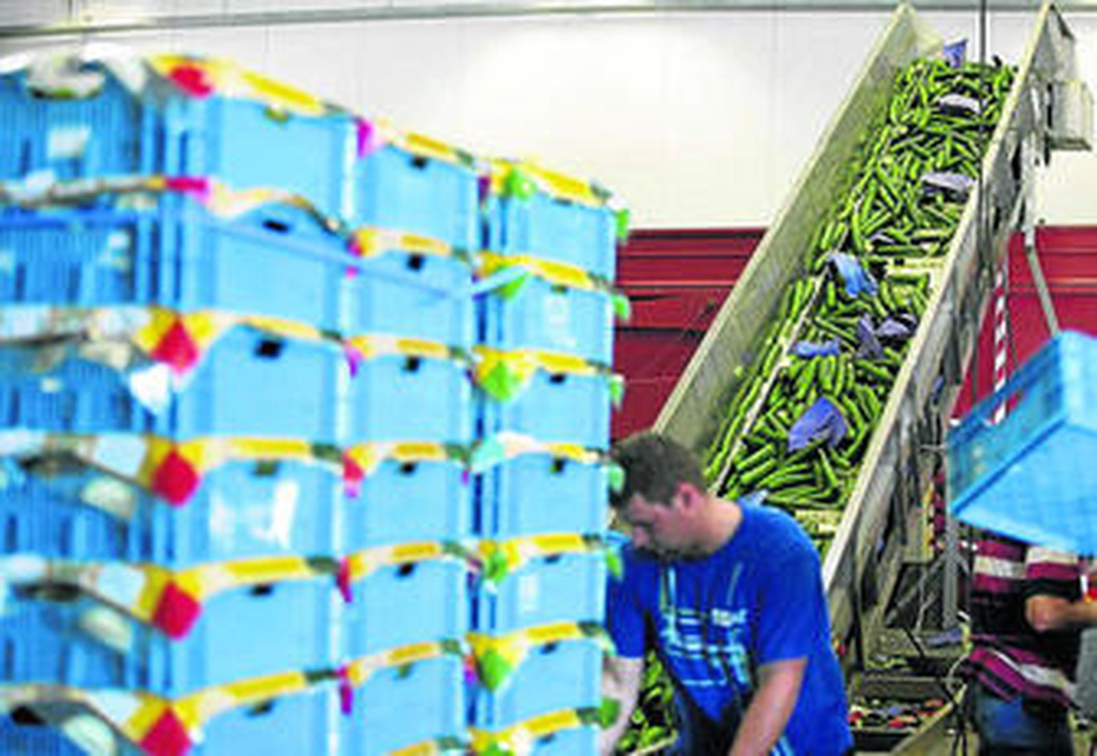 Una empresa belga destruye cientos de lotes cargados de pepinos.