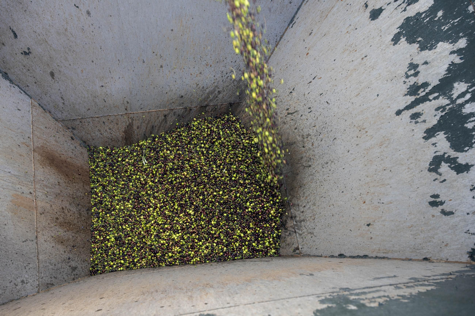 Os enseñamos como se hace el aceite en la almazara de Fiñana, en imágenes
