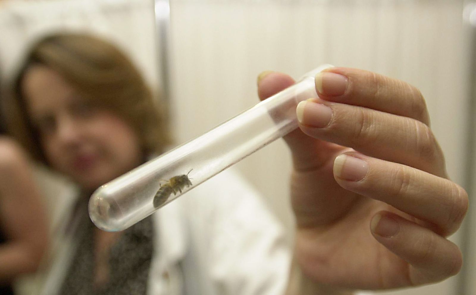 El clima más cálido hace que la presencia de estos insectos aumente en verano.