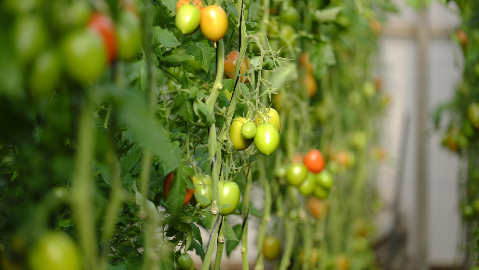 Tomates del campo almeriense para los lineales de los supermercados, en imágenes