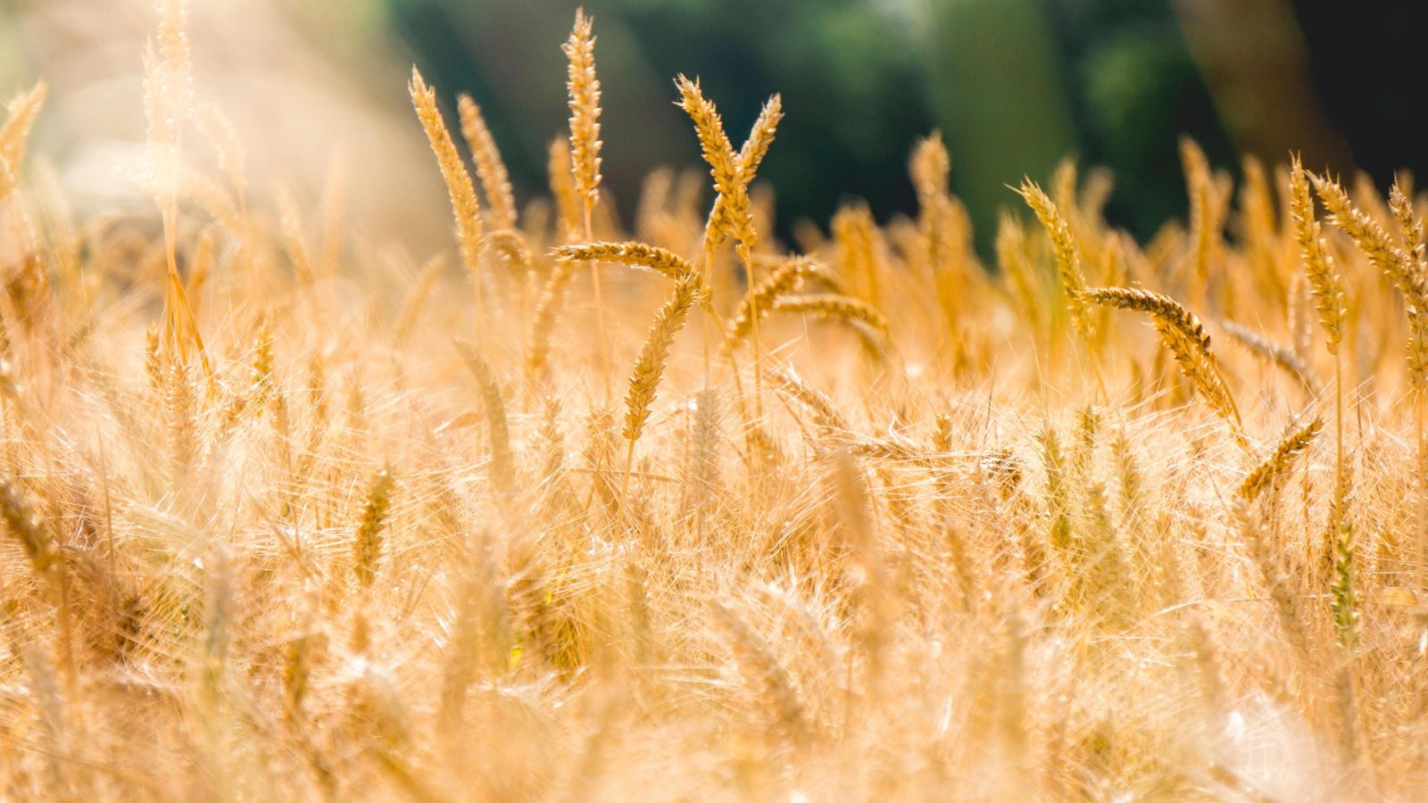 Los cereales son un producto de primera necesidad que pasa desapercibido.