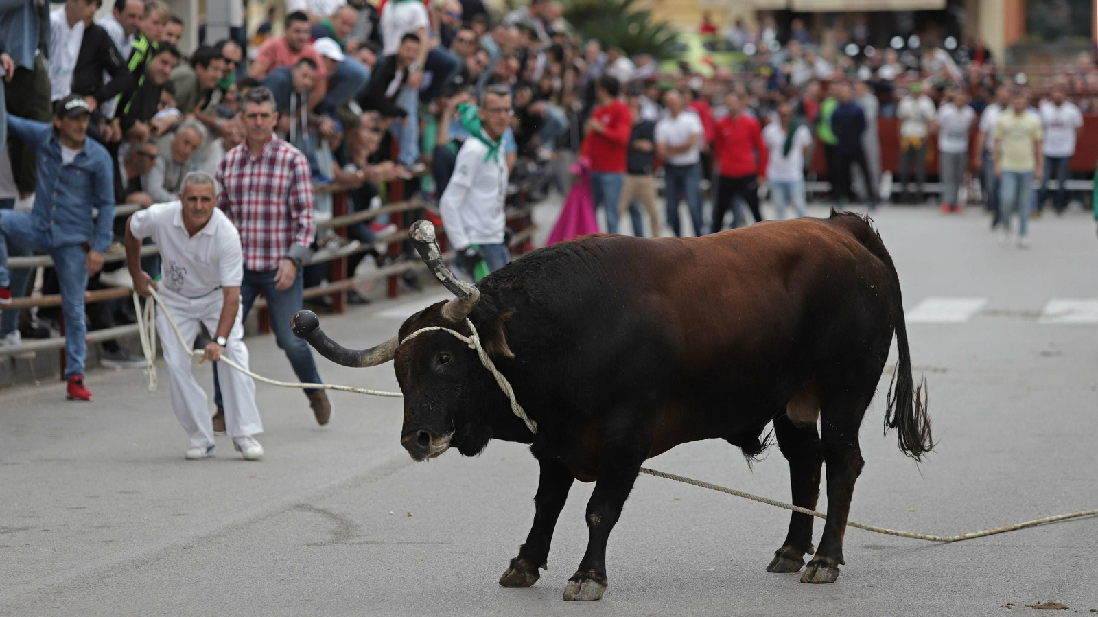 Imágenes del Toro Embolao de Los Barrios