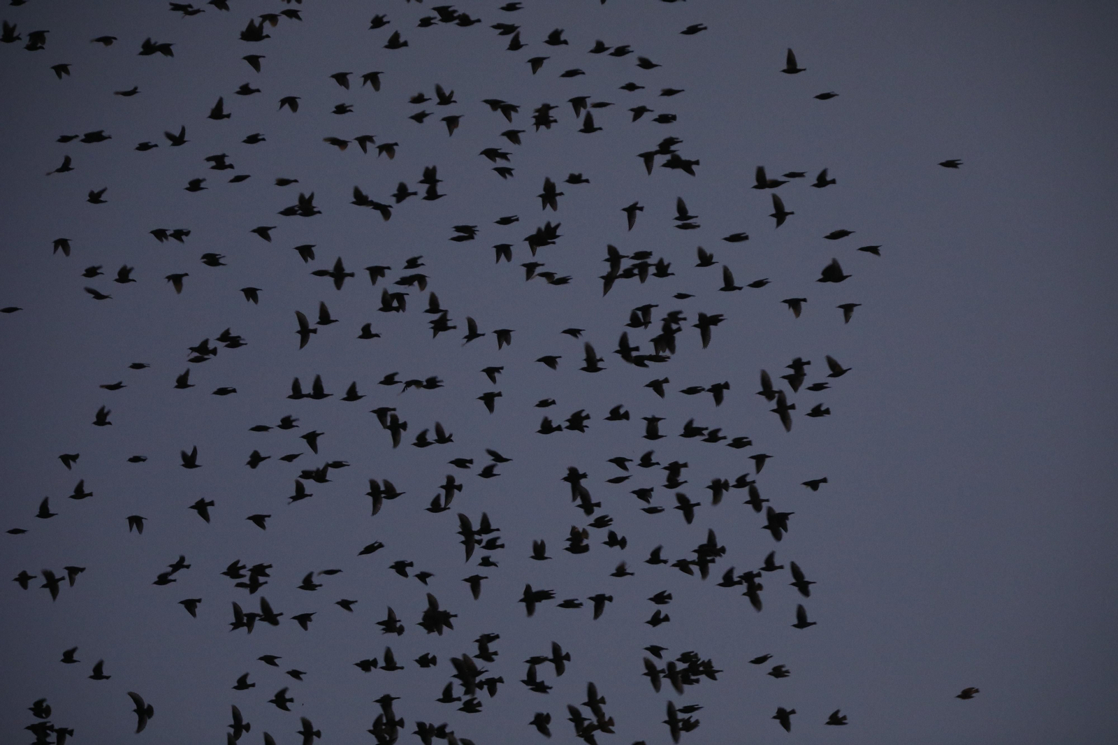 Las aves que habitan en Los Sotos de la Albolafia de Córdoba, en fotografías