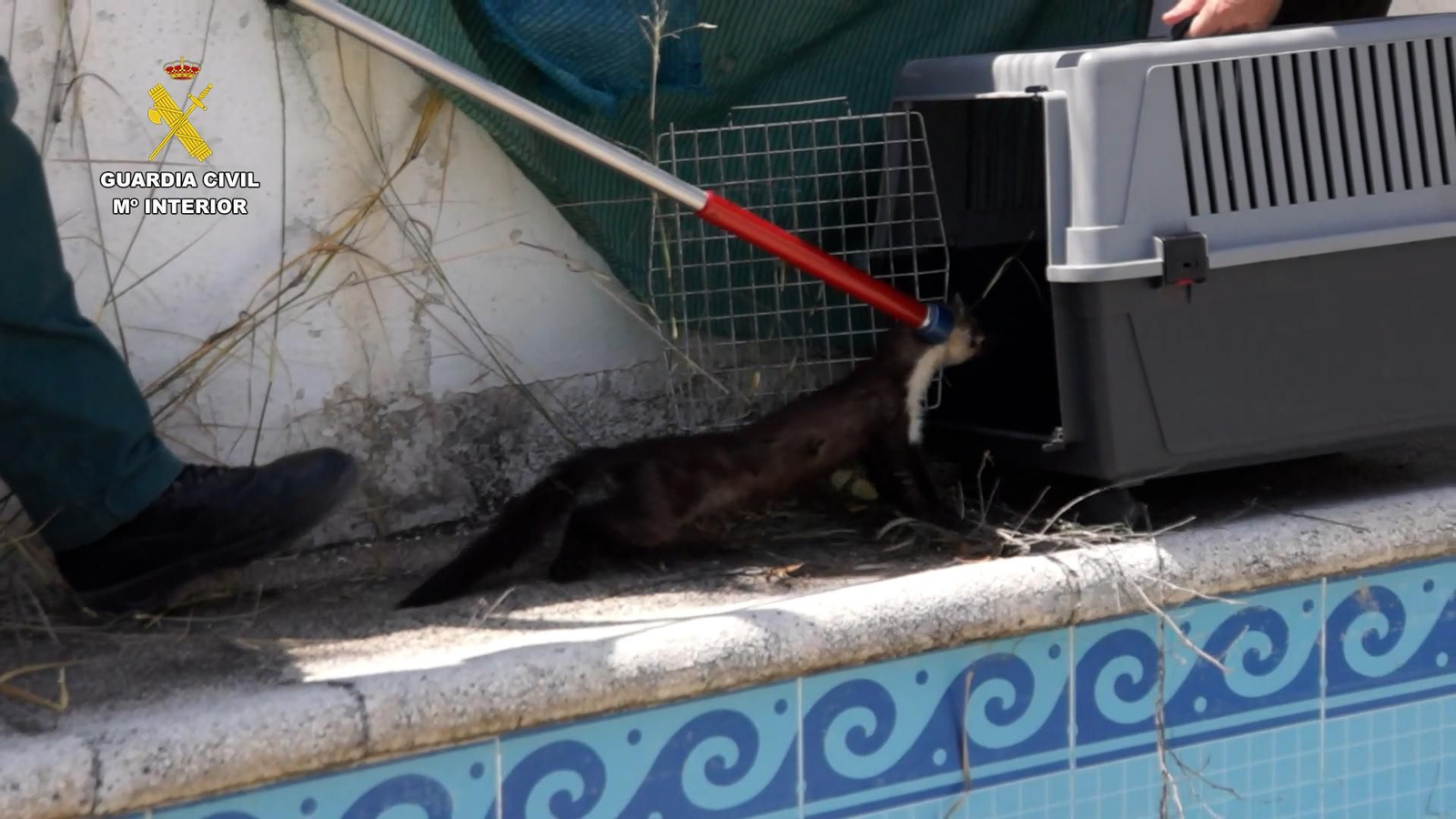 Uno de los animales rescatados.