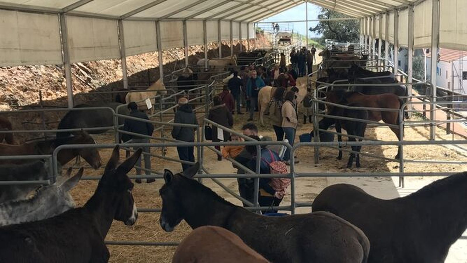 Llega la Feria de Ganado de Silla y Tiro este fin de semana a Puerto Moral