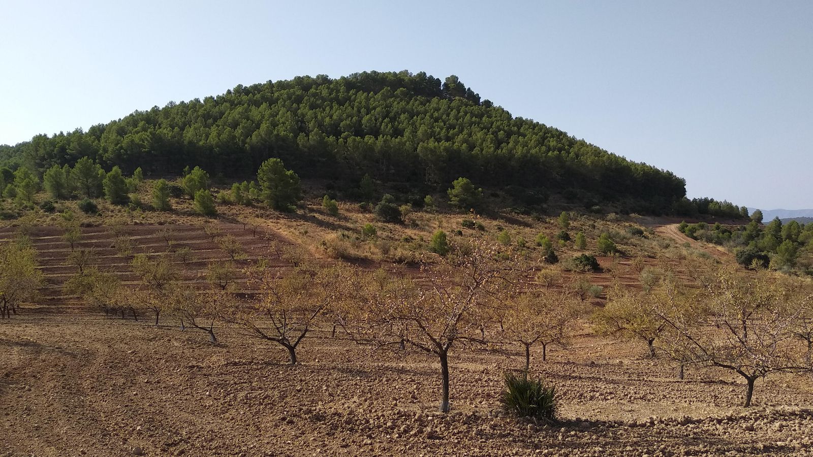 El cerro de Juan Vacas entre almendros.