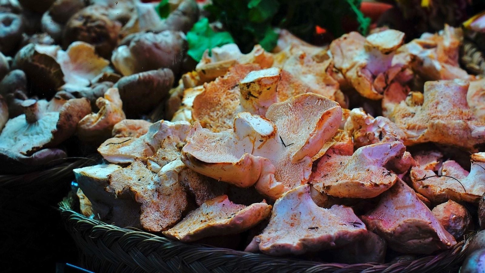 Setas de 'La Era' en Algeciras