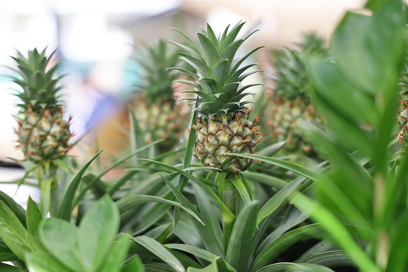 Imágenes del mercado floral ubicado en la Plaza de las Monjas de Huelva