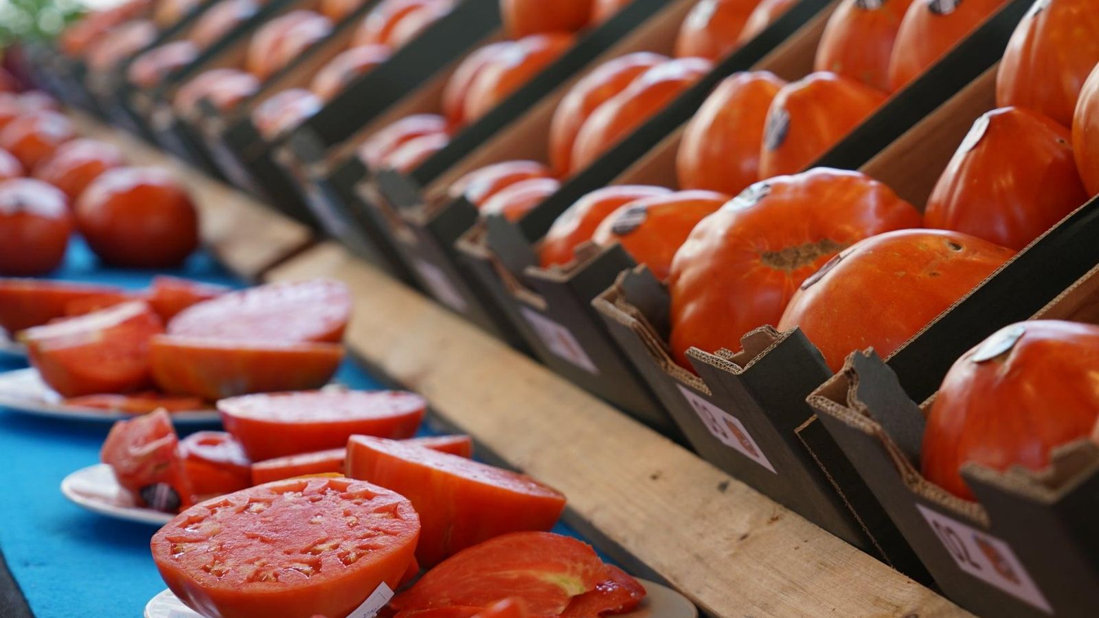 Ejemplares del tomate Huevo de Toro. Ejemplares del tomate Huevo de Toro.