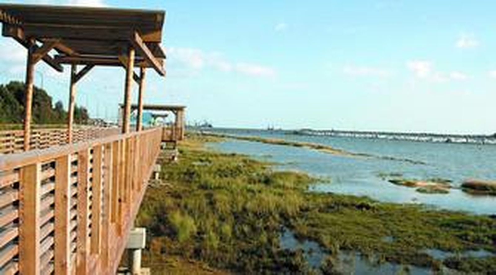 La margen izquierda de la ría del Odiel ofrece ya esta imagen tras haber crecido las plantas para la regeneración de la zona degradada.