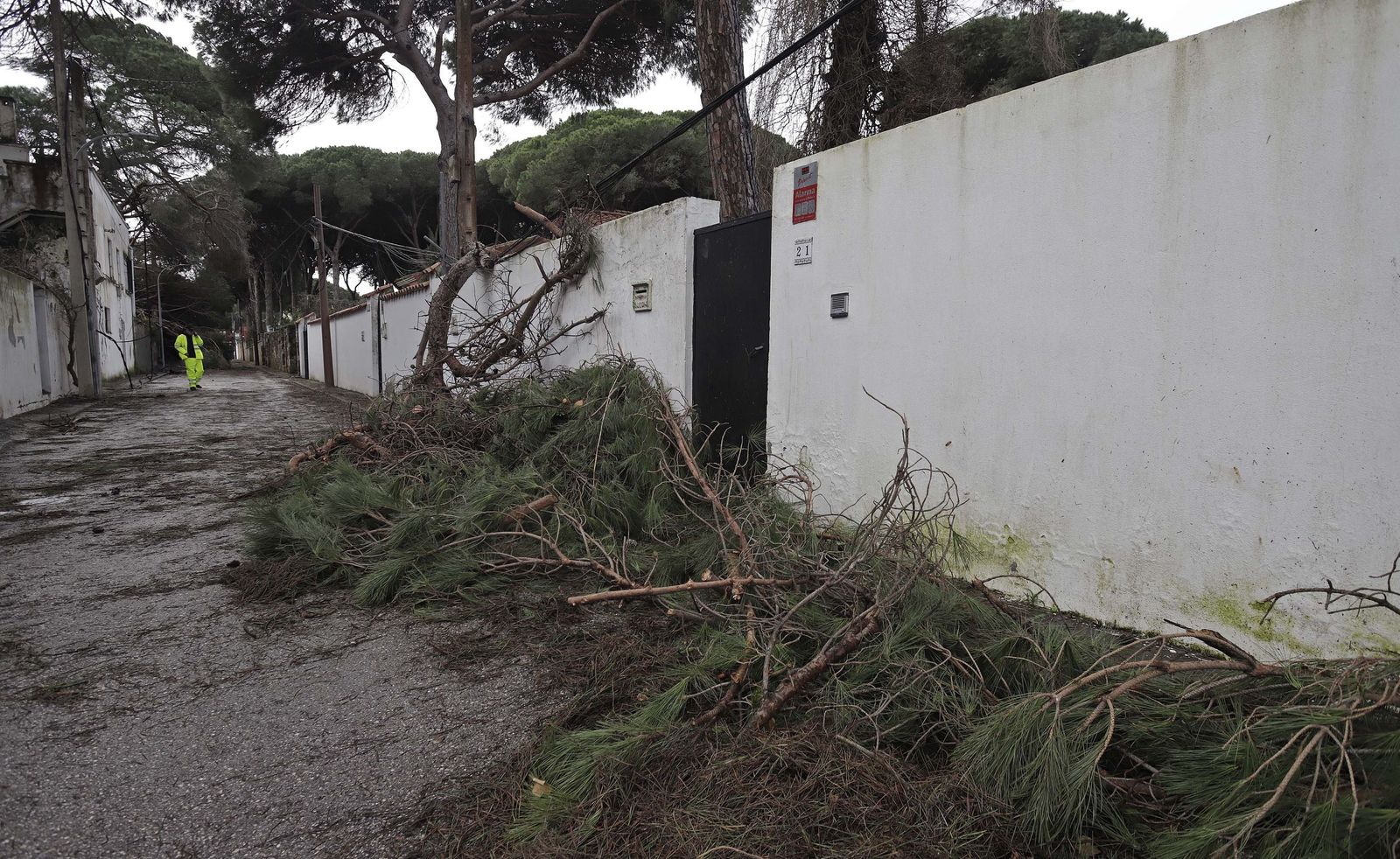 24 horas sin electricidad en la urbanización Los Pinos por árboles caídos tras la borrasca Kristin, en imágenes
