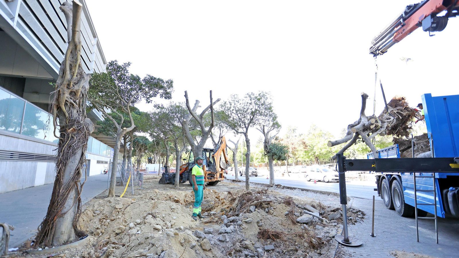 Traslado de los árboles de Chapín