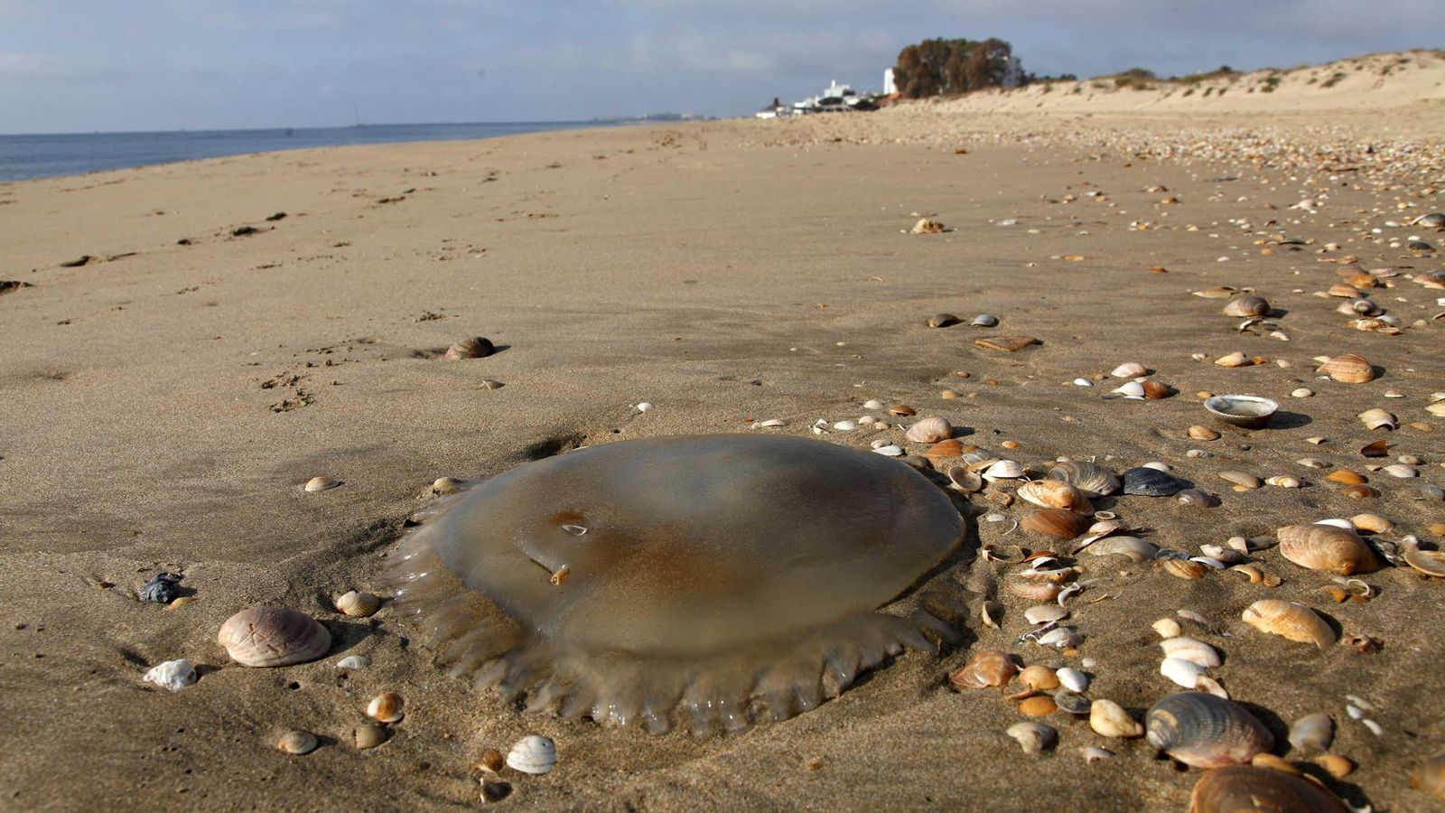 Una medusa en la costa de Huelva.