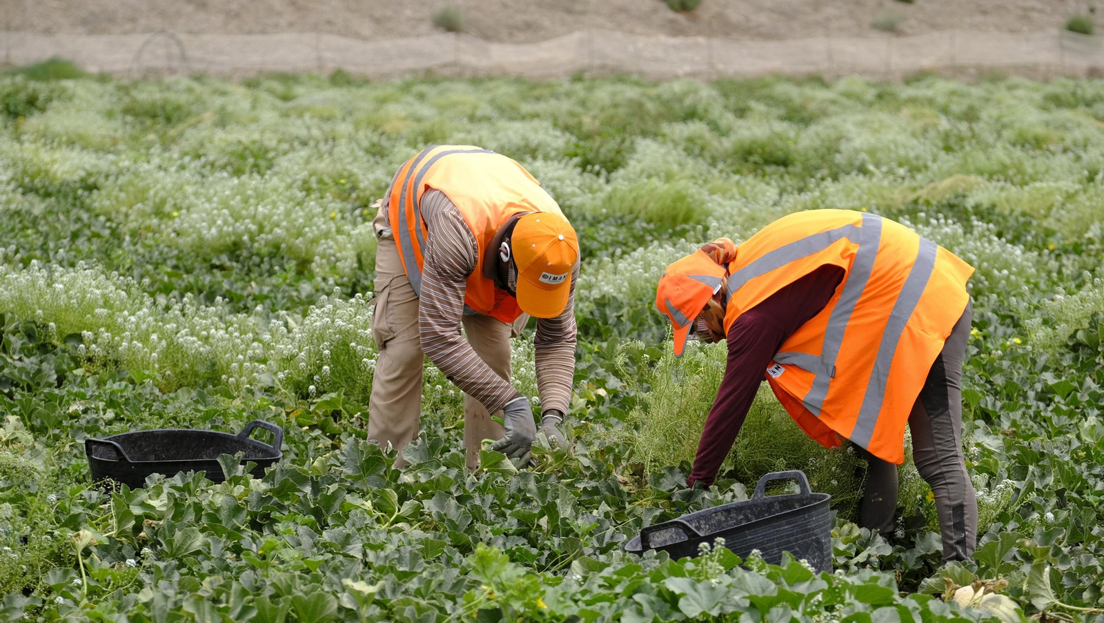 La sandía y el melón de Huércal Overa, manjares en imágenes