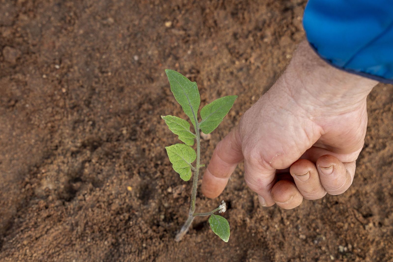 La primavera se planta en invierno entre sandías y tomates almerienses