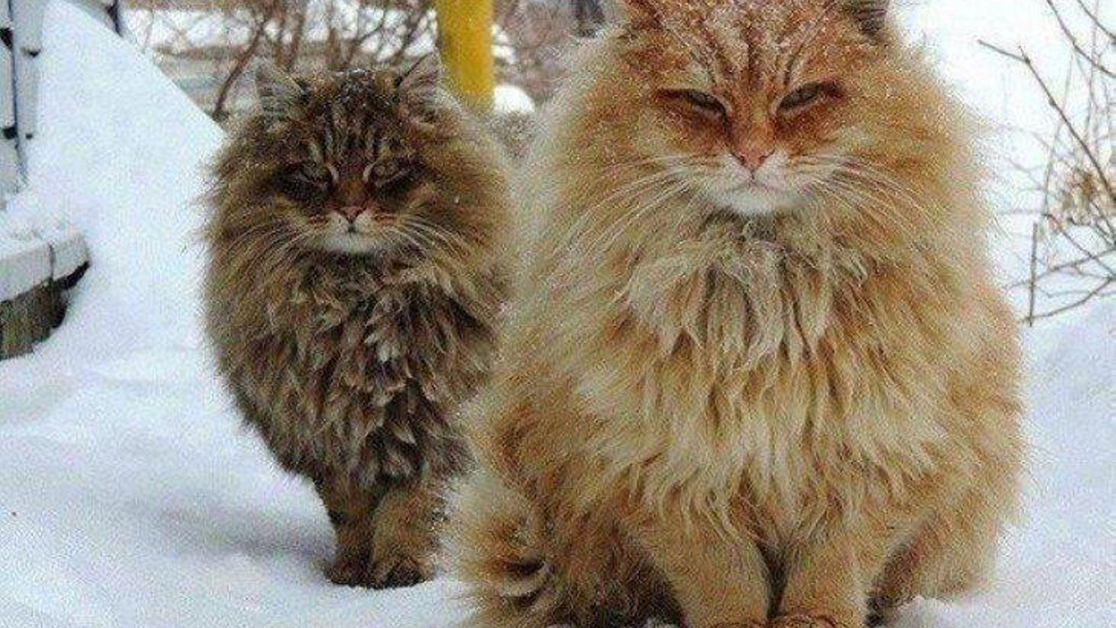 Maine coon en la nieve