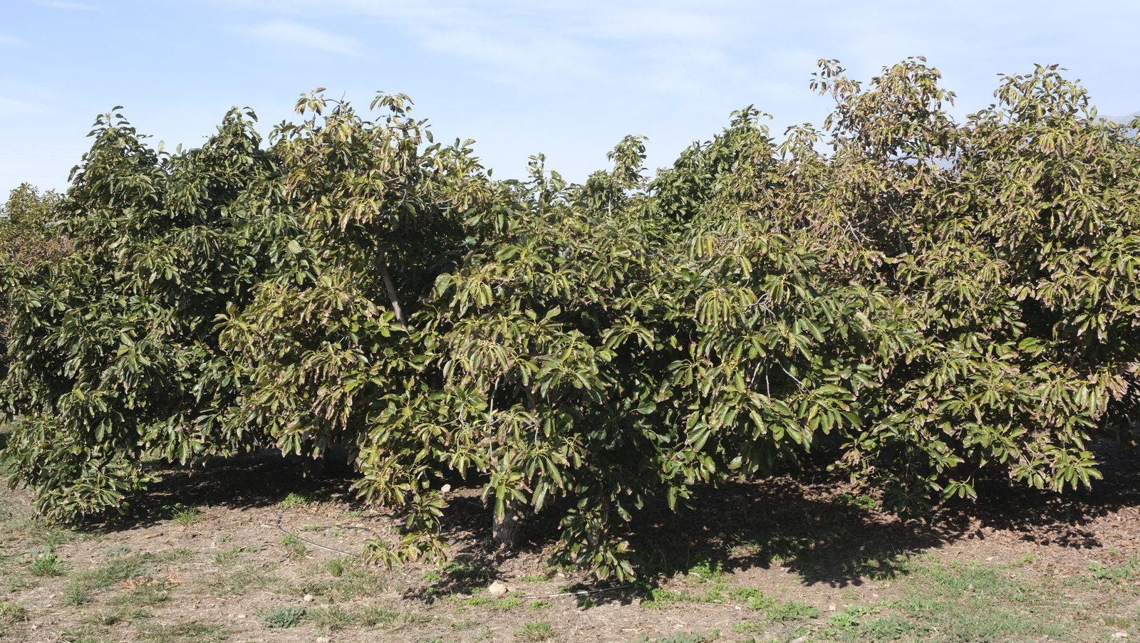 50 años de la Estación Experimental Cajamar-Las Palmerillas, en fotos