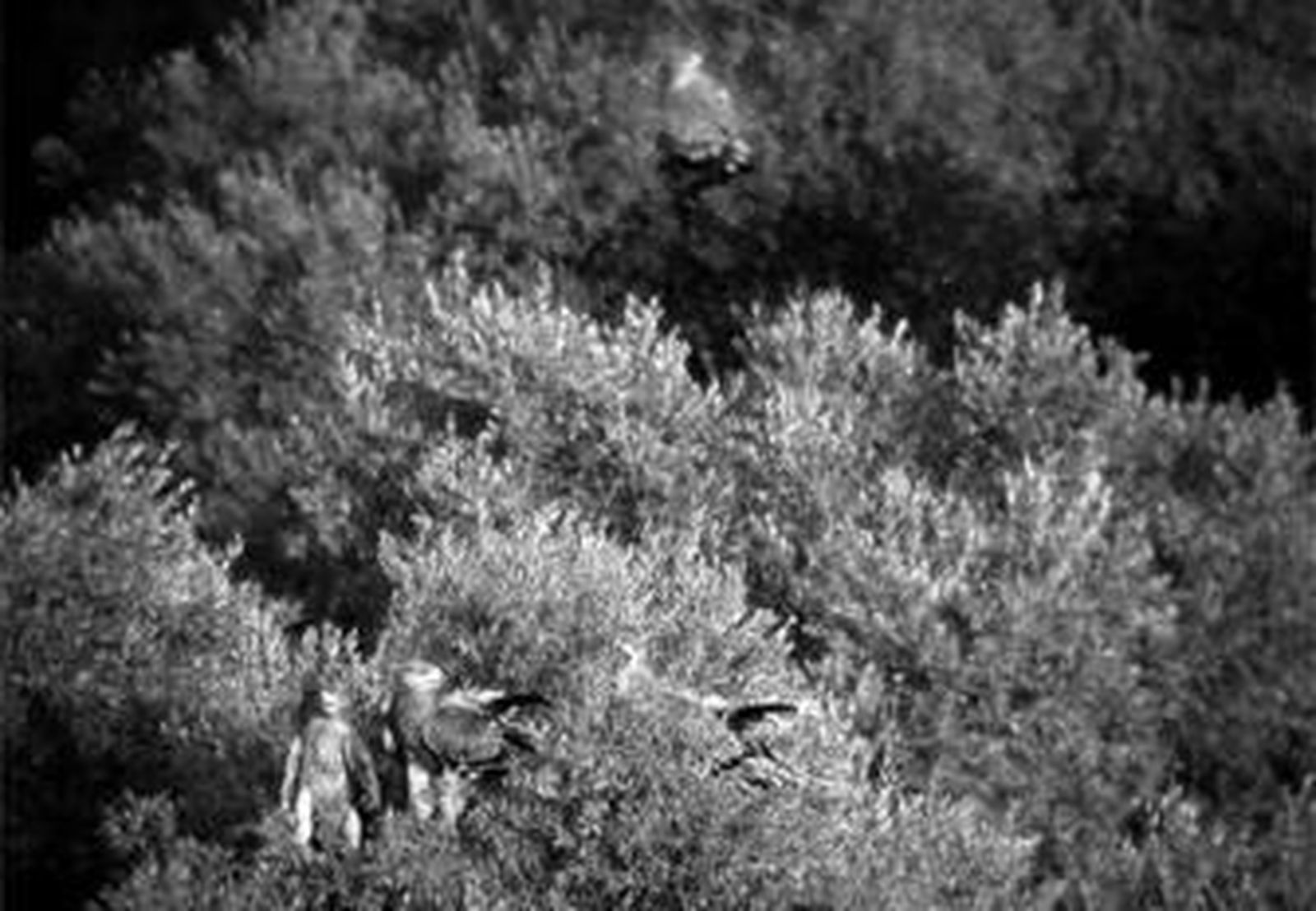 El macho retornado a La Janda (abajo, en el centro), con algunos de sus pupilos, en la copa de un acebuche.