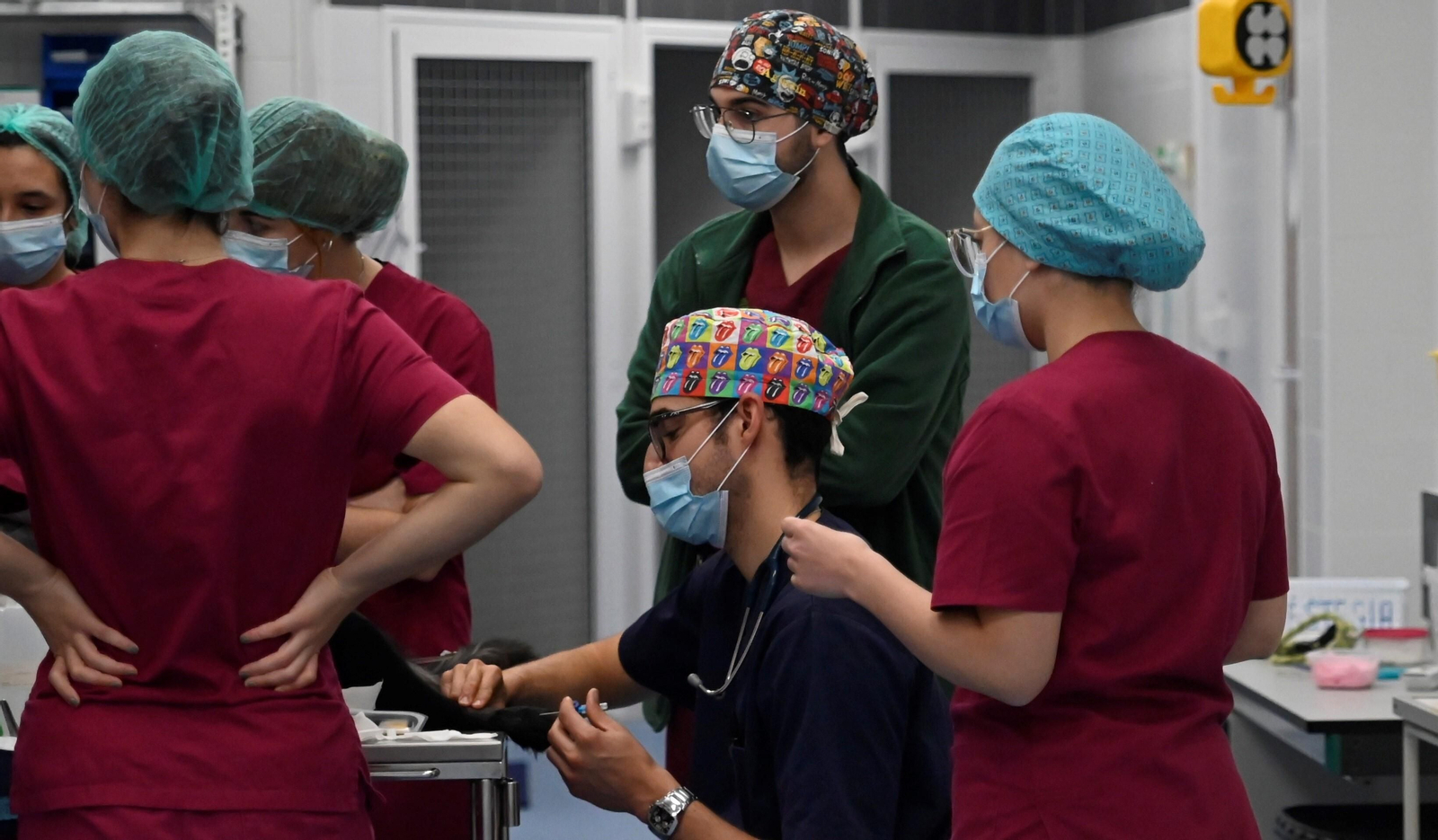 El Hospital Veterinario de la Universidad de Córdoba, en imágenes