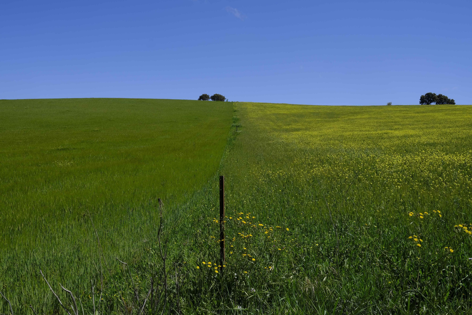 Brote de la la primavera, en fotos