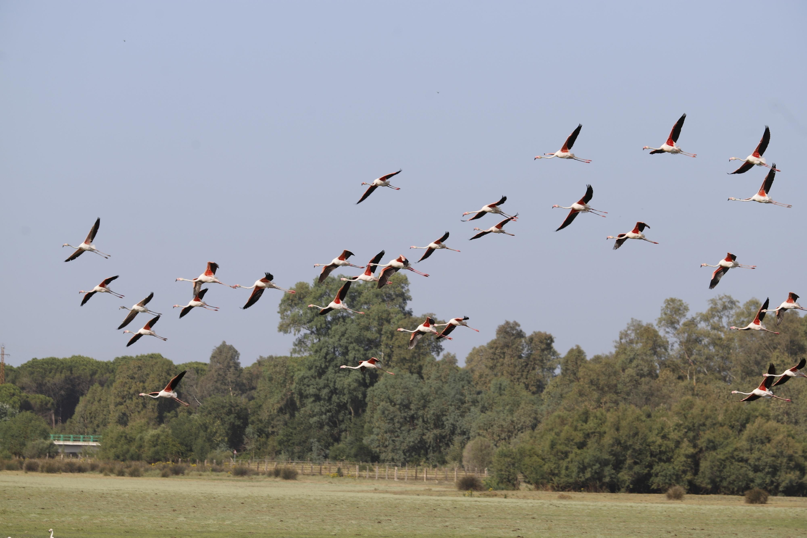 Los flamencos en las marismas de Doñana Los flamencos en las marismas de Doñana