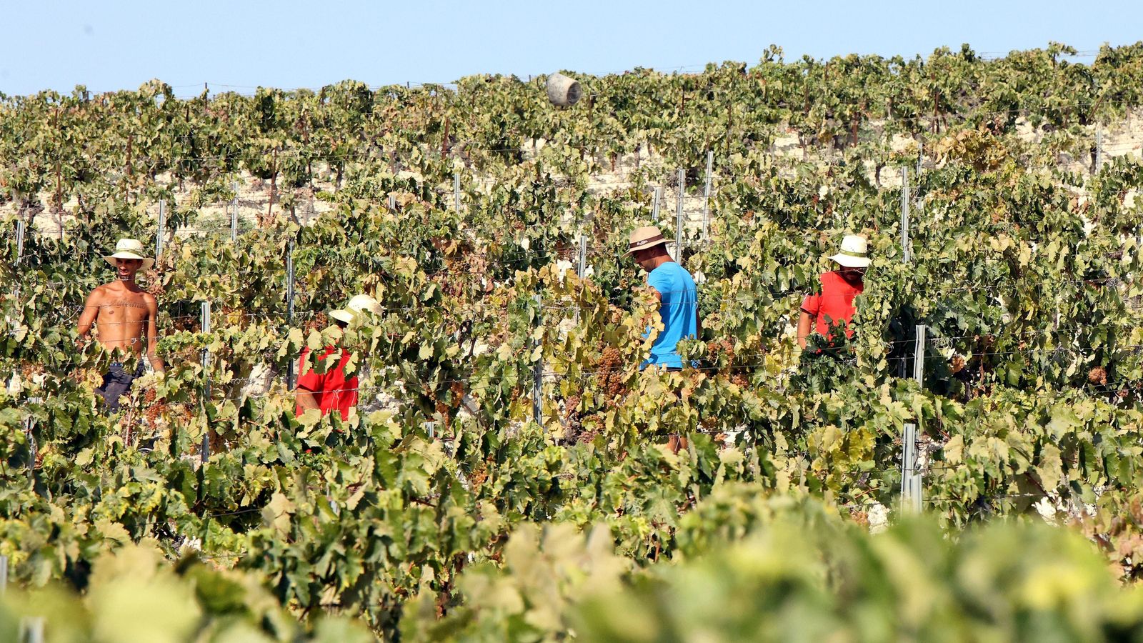 Varias personas, cortando uvas de manera manual en uno de los pagos del Marco.