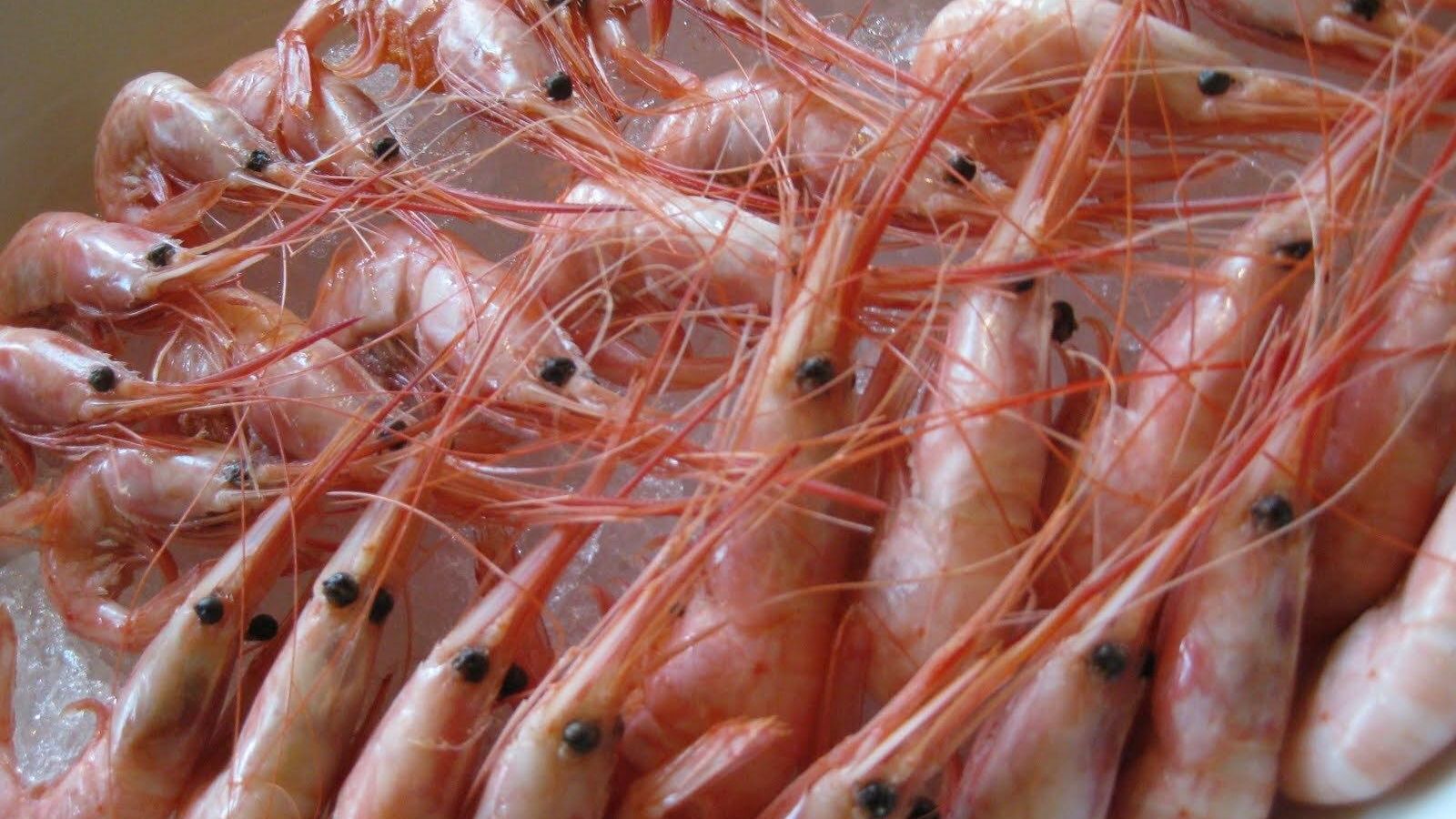 Quisquillas de Motril, ahora por 35 euros el kilo.