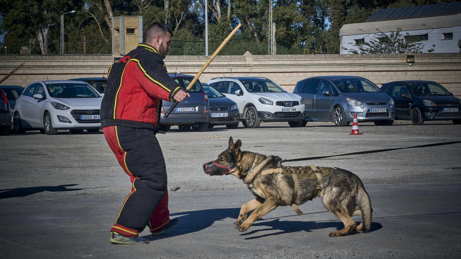 Maniobras Canex con unidades caninas de las Fuerzas Armadas, Policía y Guardia Civil