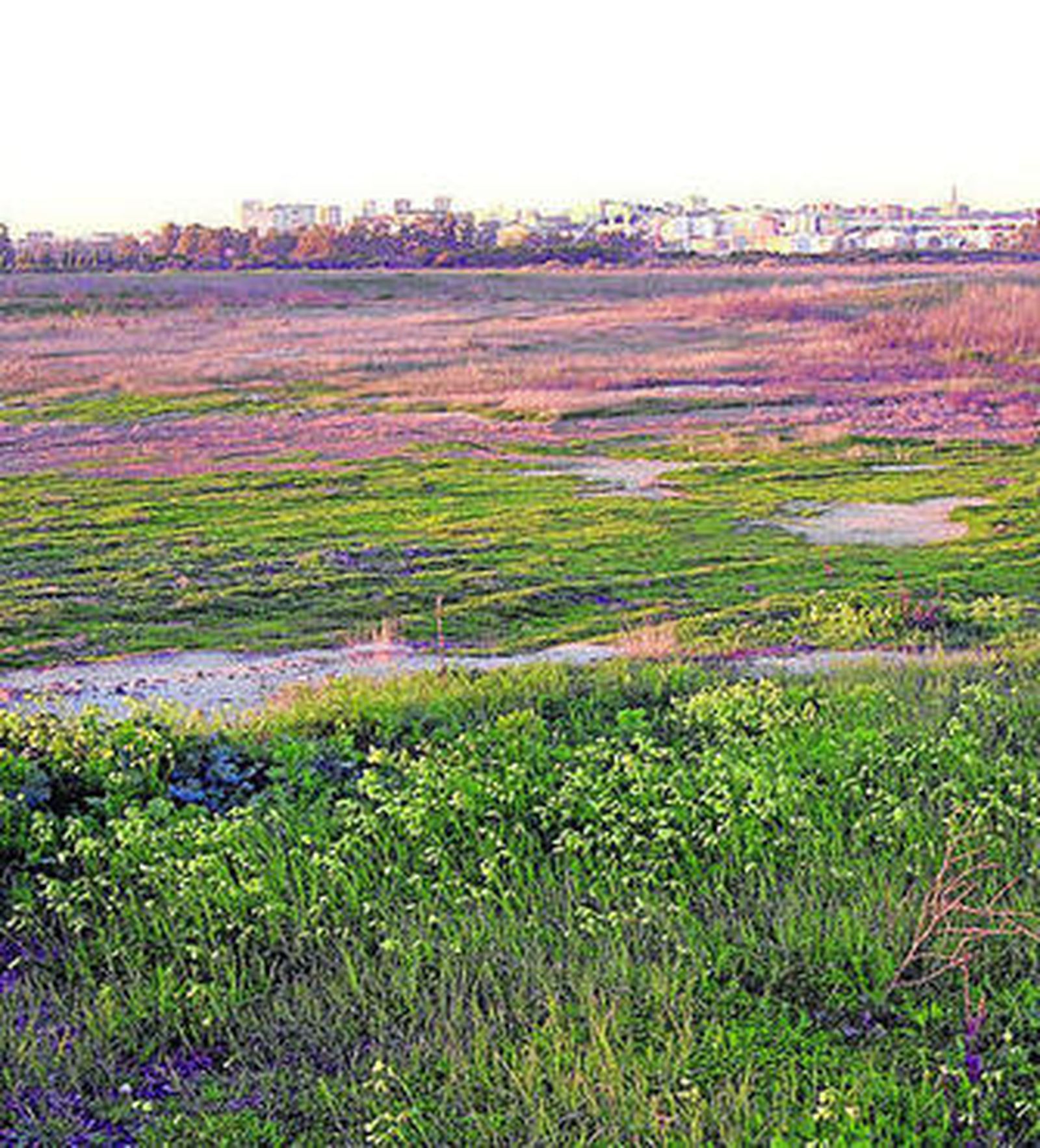 Marismas del Pinar, en las que se produce la extracción de cenizas.