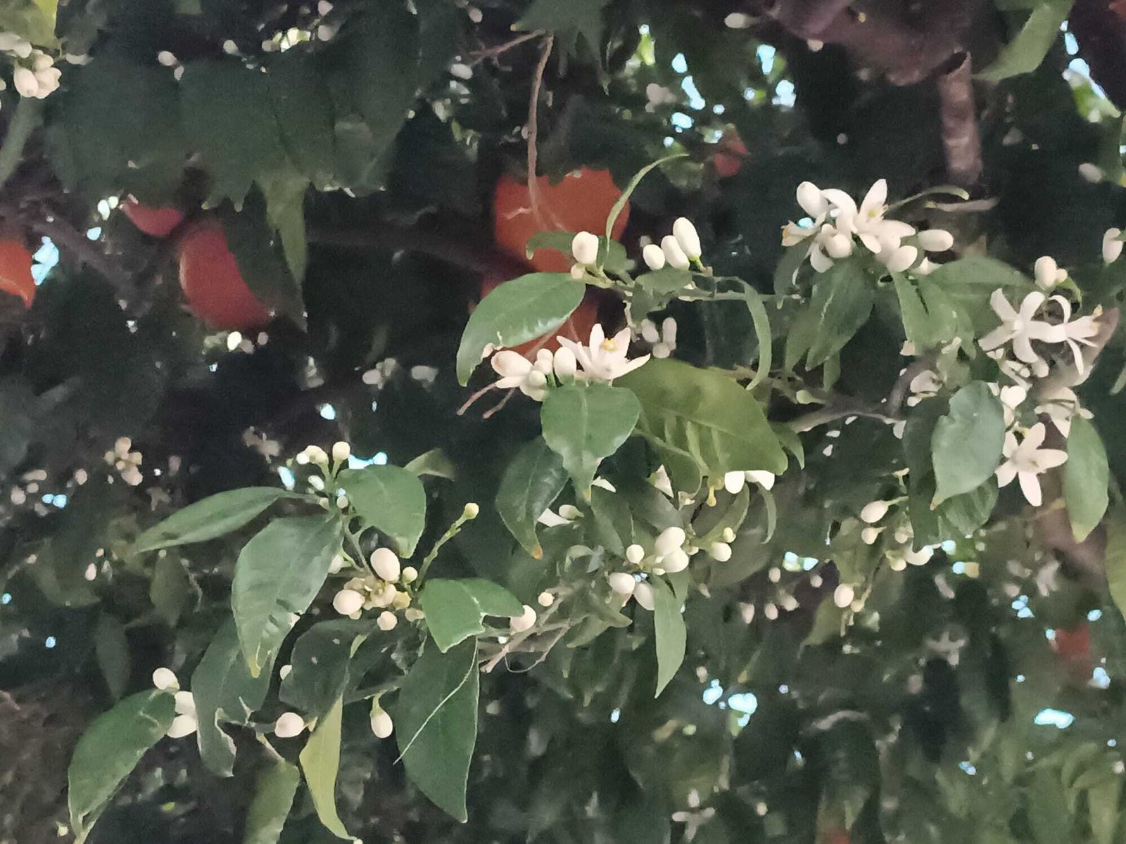 El azahar florece en Algeciras