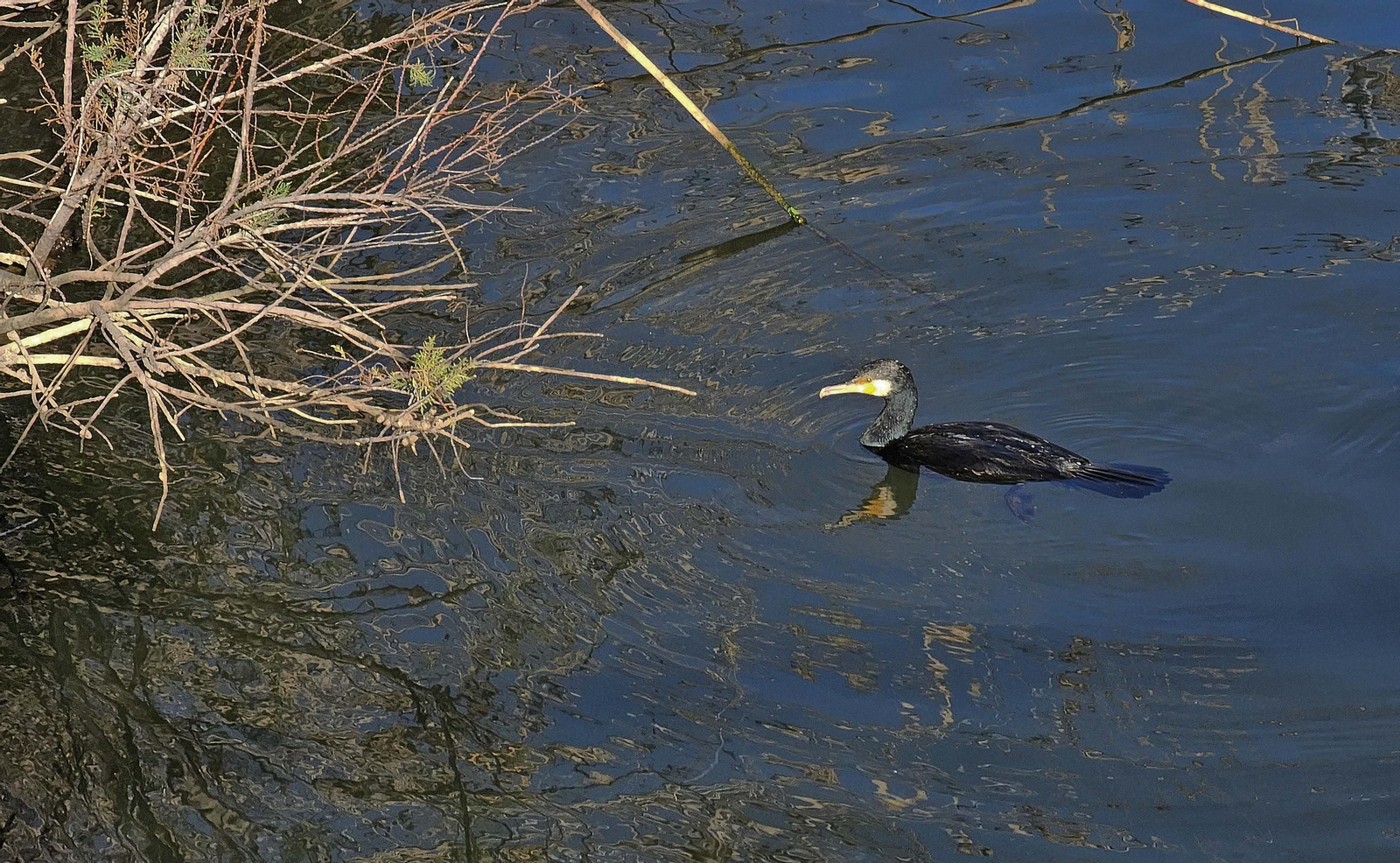 Fotos de los desperfectos en el sendero del parque fluvial del río Pícaro en Algeciras