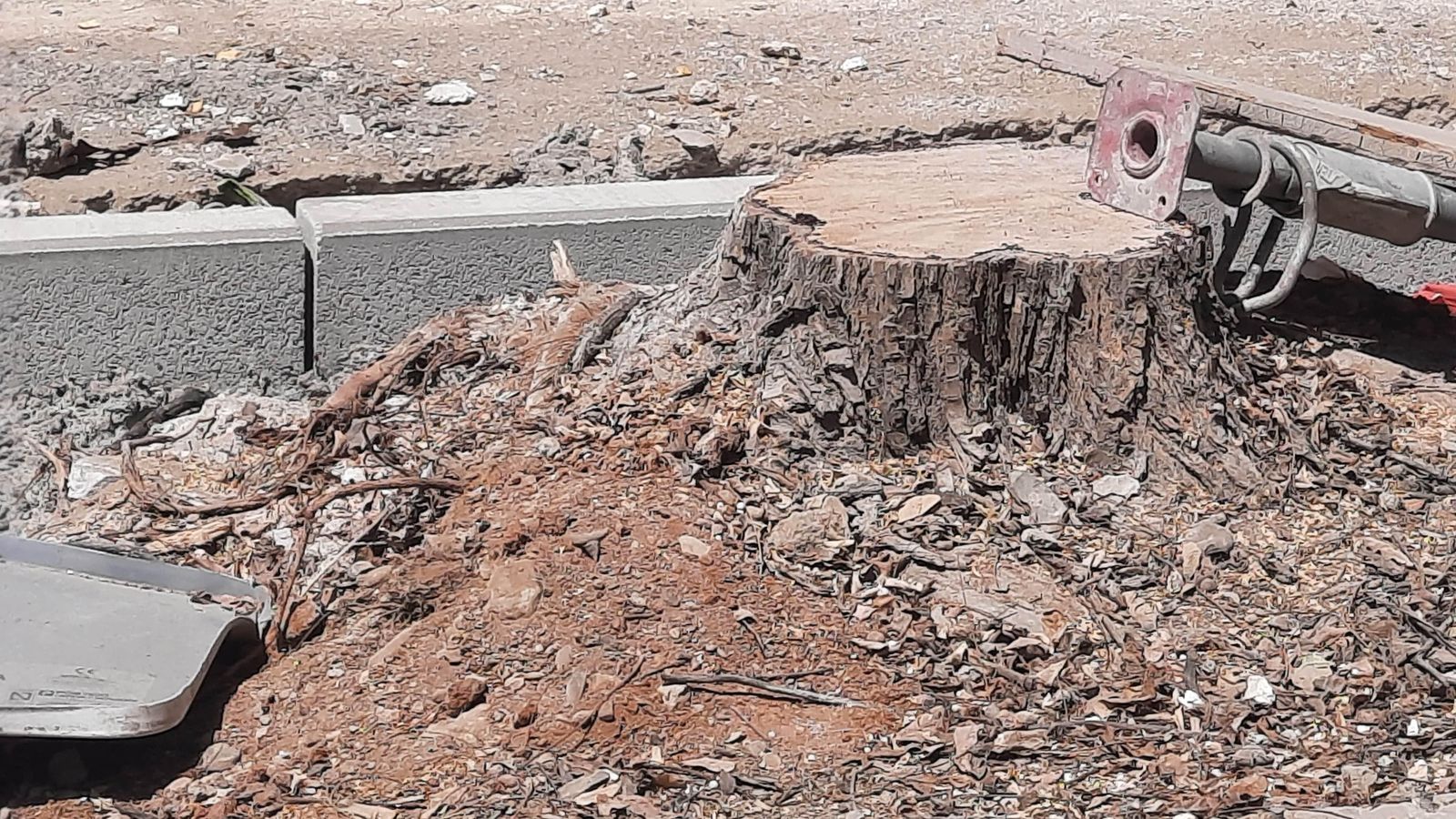 31 de julio de 2022. Uno de los árboles cortados en Ramón Carande.