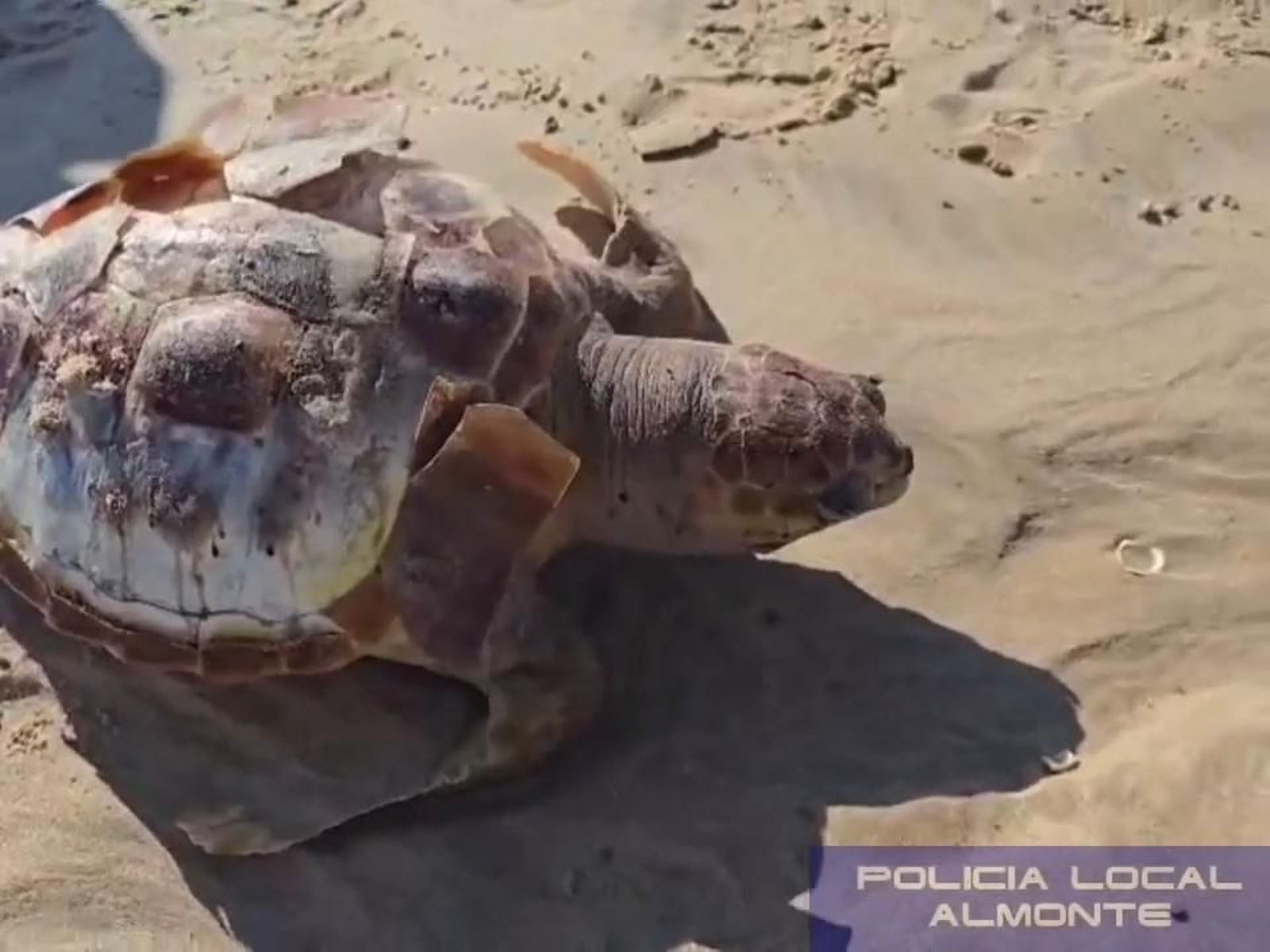 Aparece muerta una tortuga marina en Doñana