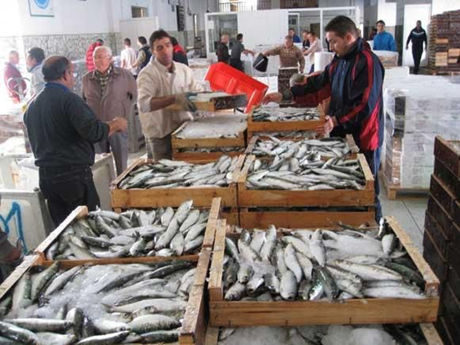 La lonja de Almería, pionera La lonja de Almería, pionera