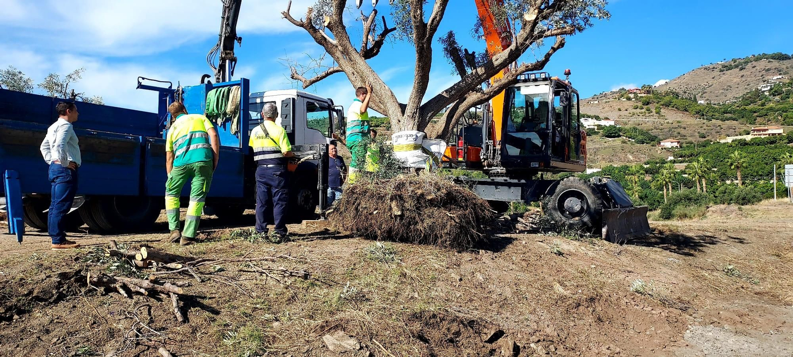 Momento del traslado de uno de los olivos centenarios