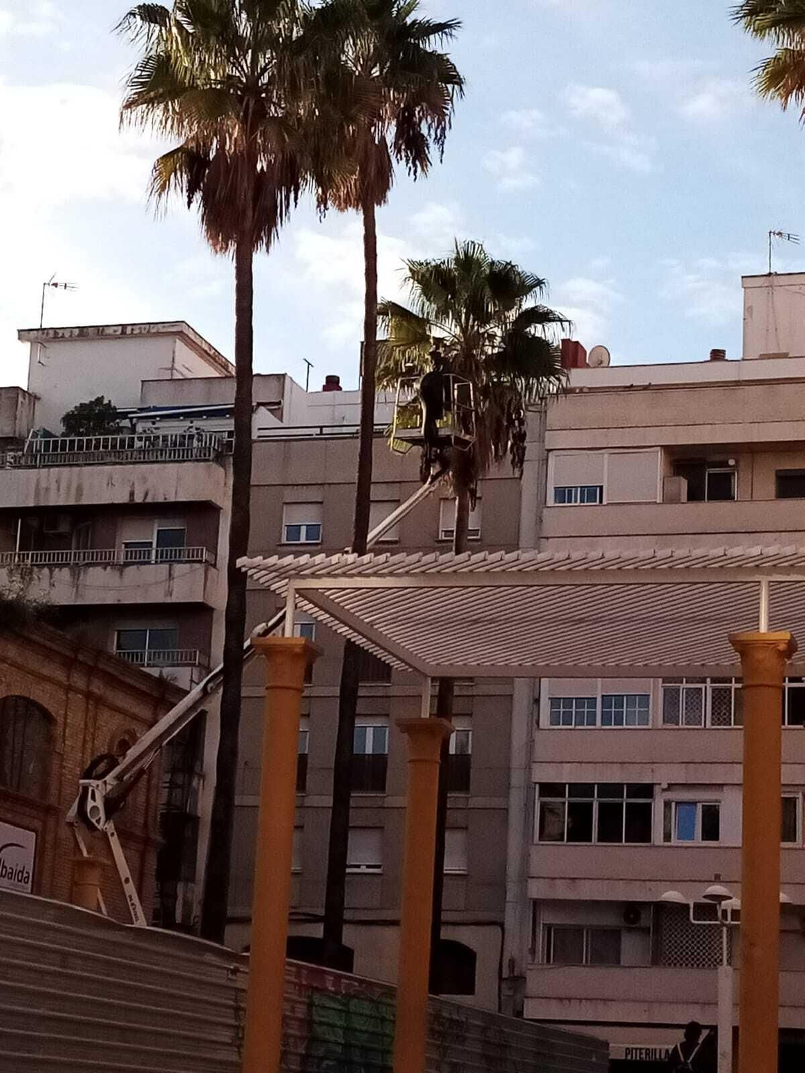 El Ayuntamiento procede a la retirada de 3 palmeras en la Plaza 2 de mayo por su inestabilidad