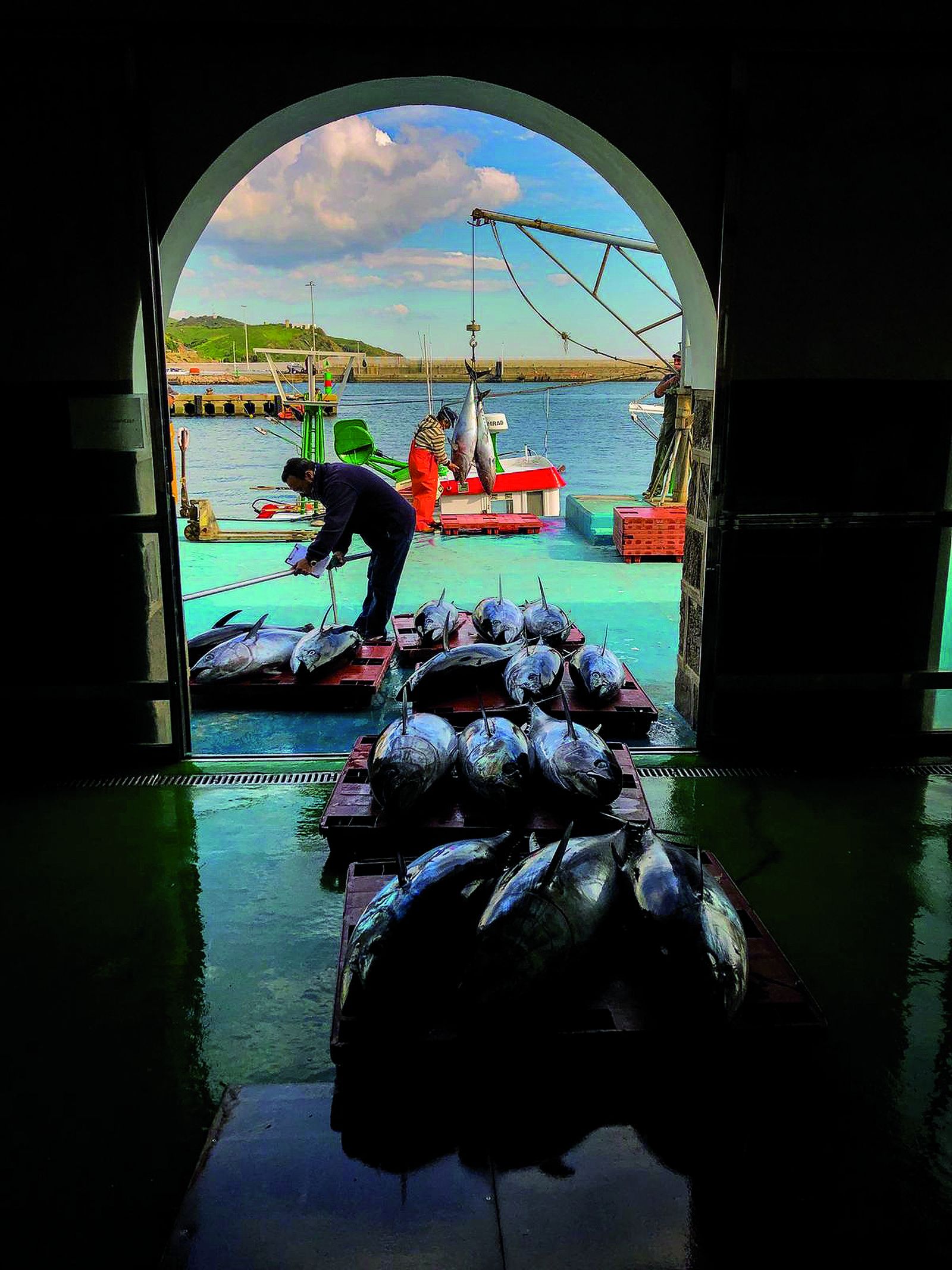 Atunes en la Lonja de Tarifa.