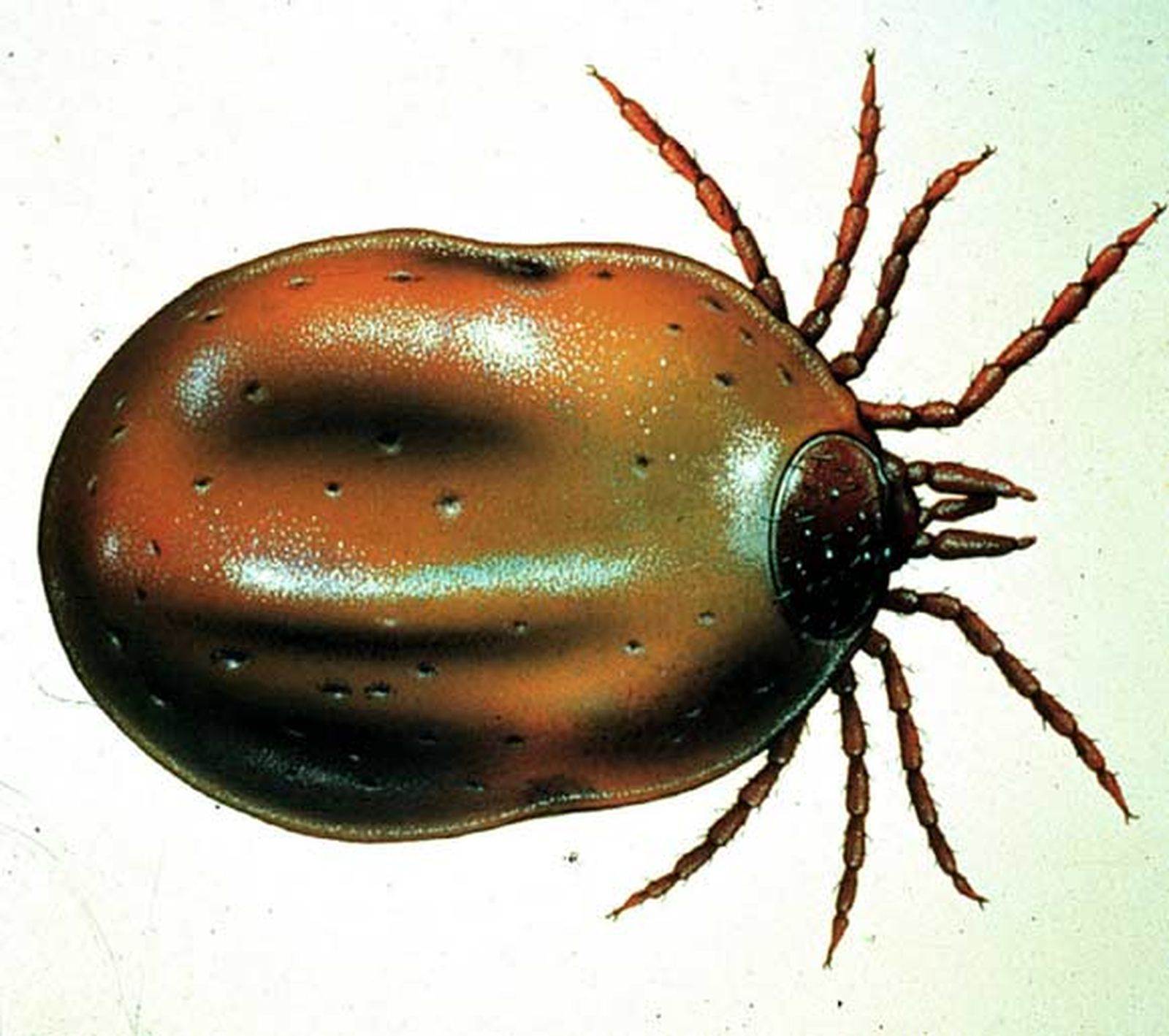 El sur de España, el más afectado por la plaga de la garrapata