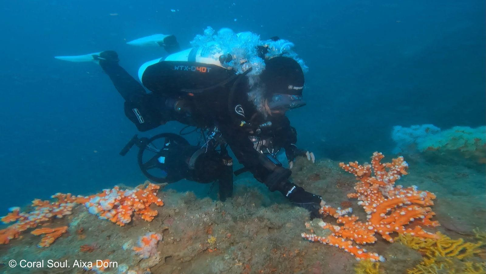 Marina Palacios durante una de las inmersiones con los corales